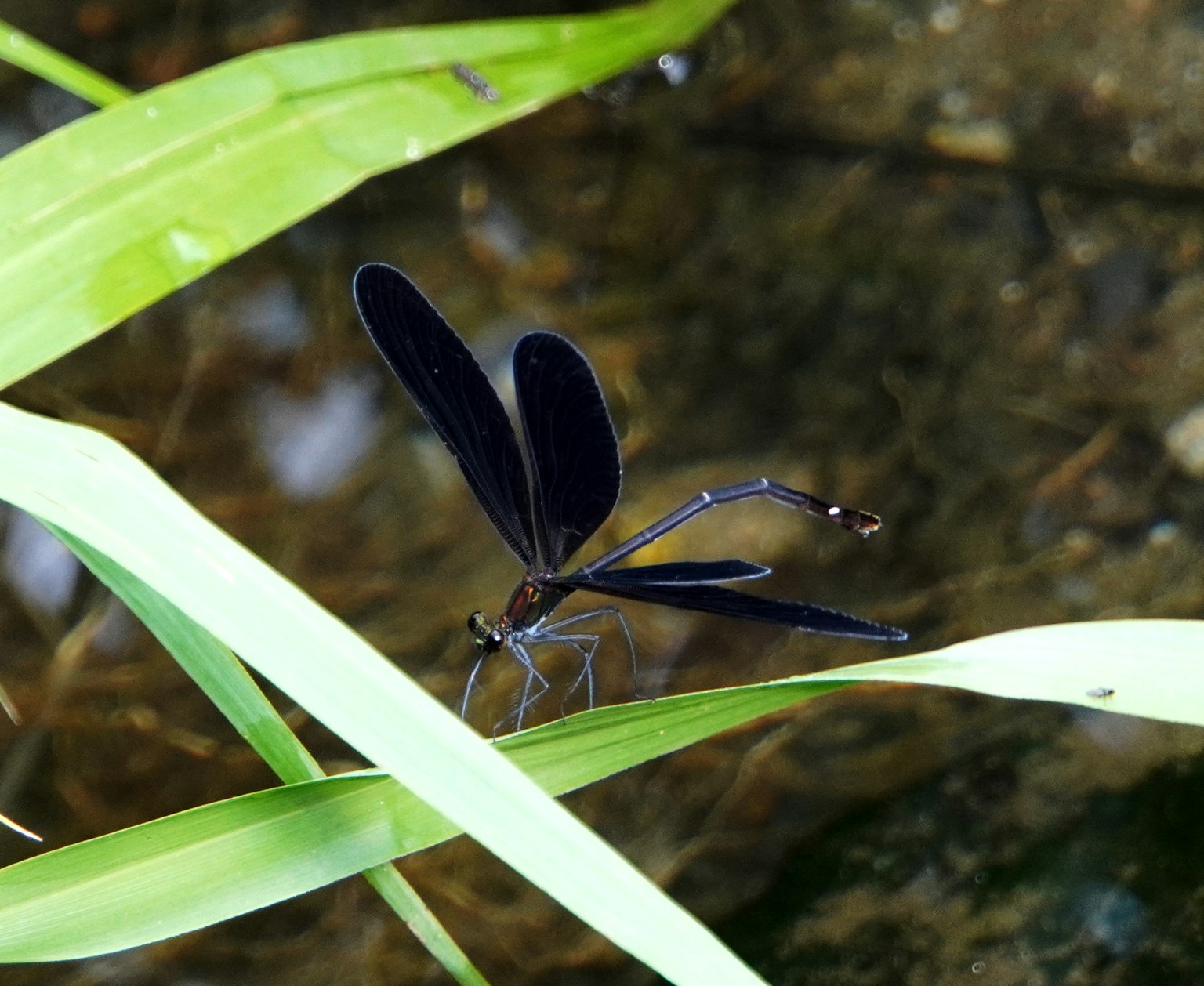 Libellula con ali nere posata su foglie verdi vicino all'acqua