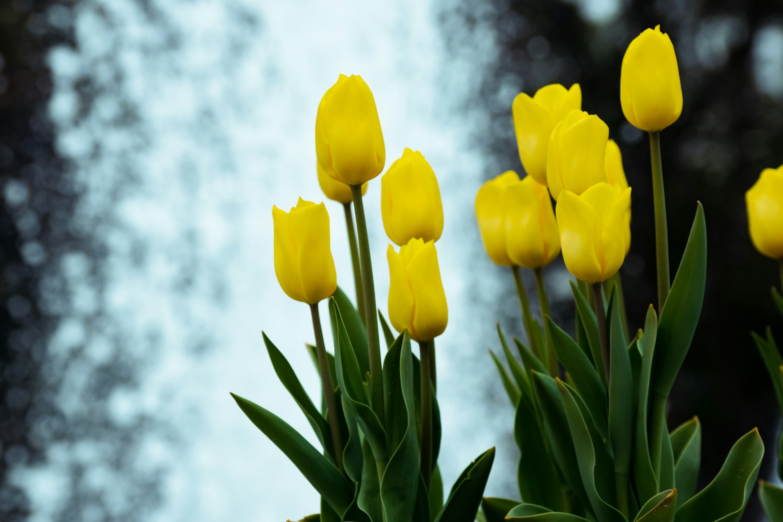 Gelbe Tulpen mit verschwommenem Wasserfallhintergrund