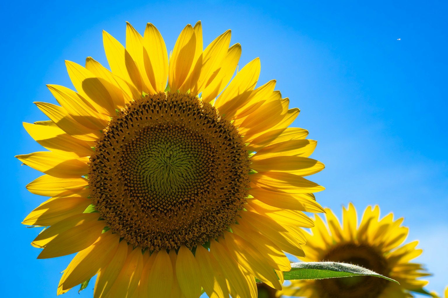 Cận cảnh hoa hướng dương nở dưới bầu trời xanh sáng