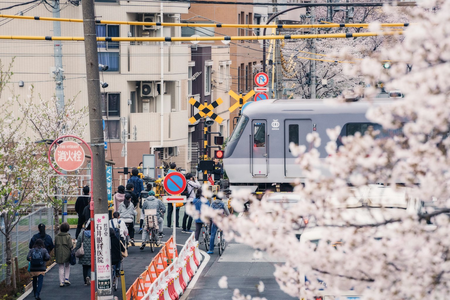 城市景观与樱花和经过的火车与行人