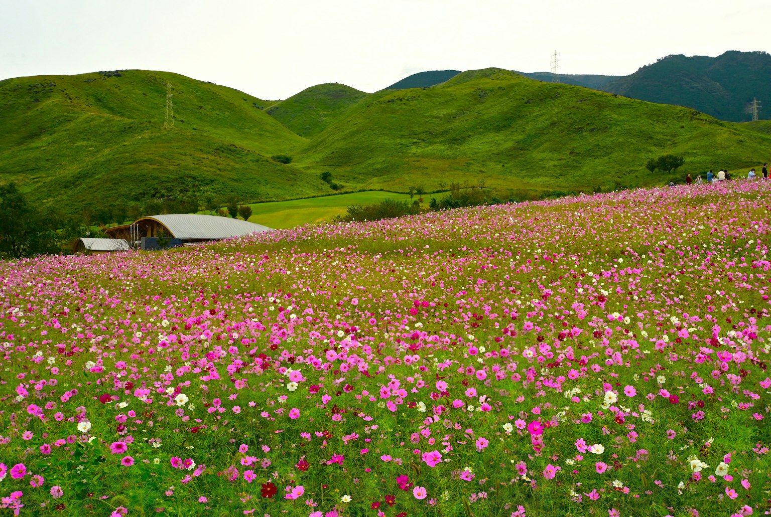 一幅包含綠色丘陵和五彩繽紛的粉色與白色花朵的風景