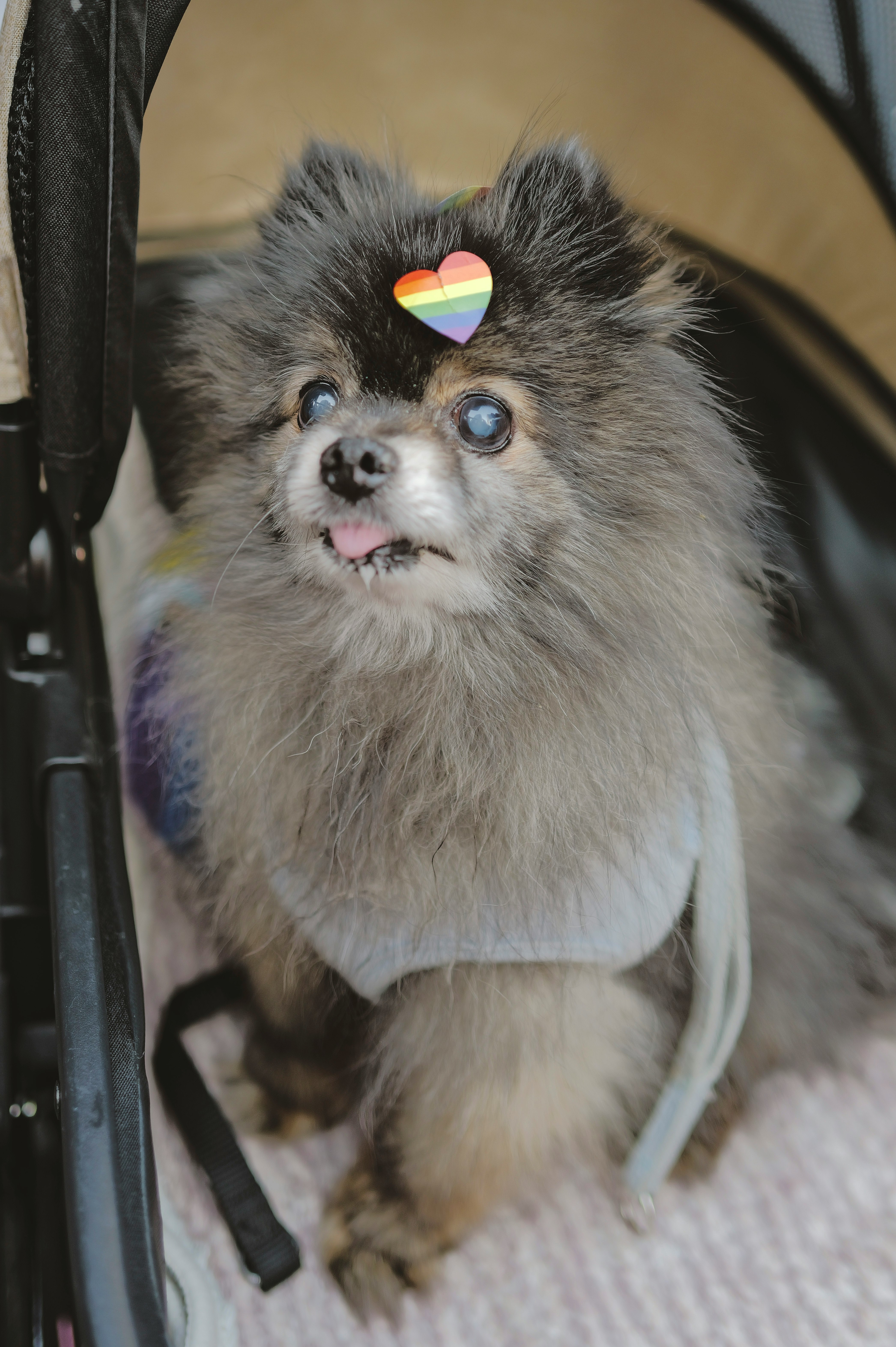 クィアパレードで出会った犬の友だち
