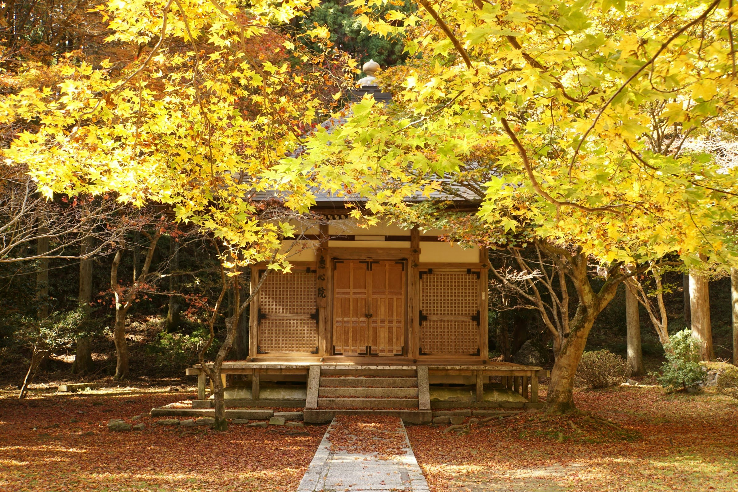 秋季落叶环绕的小型神社与通道
