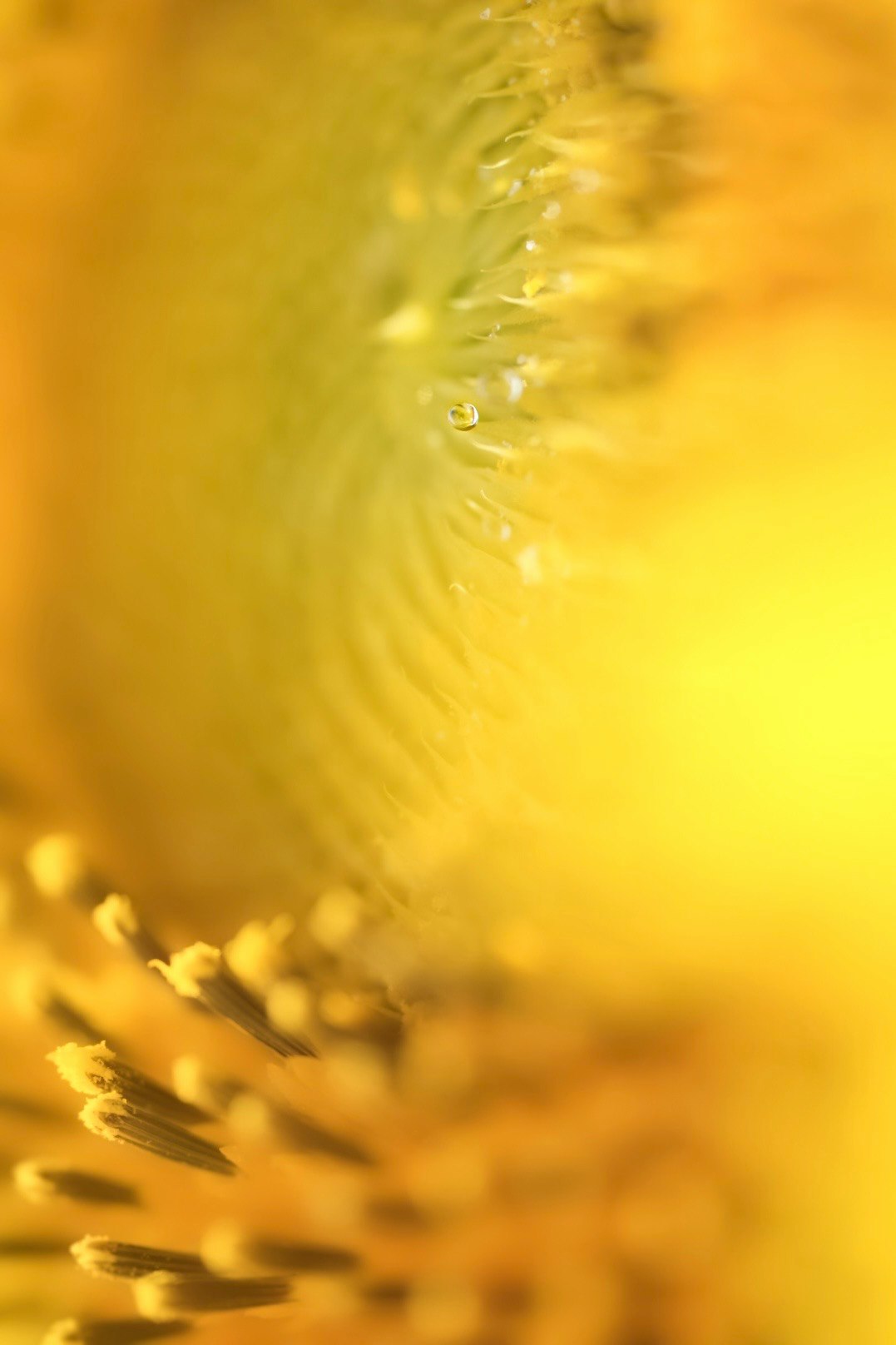 黄色の花のマクロ写真で、中心に向かって渦巻くような形状が見える