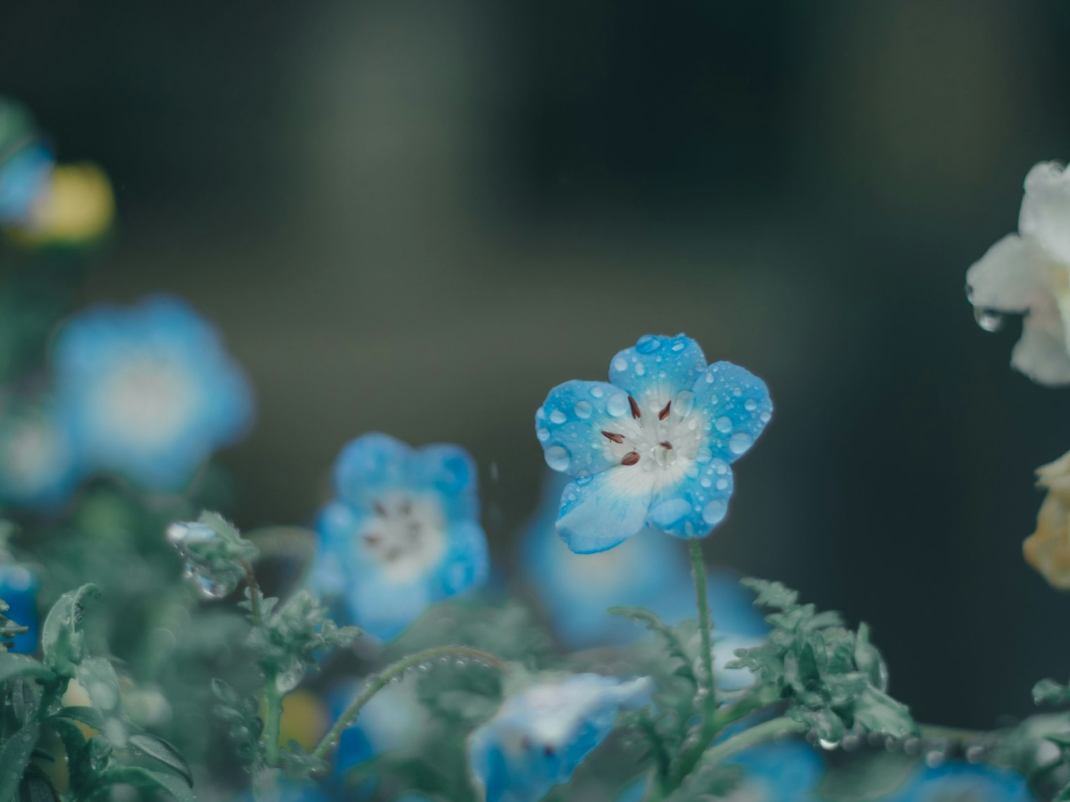 Gros plan de fleurs bleues avec des gouttes d'eau