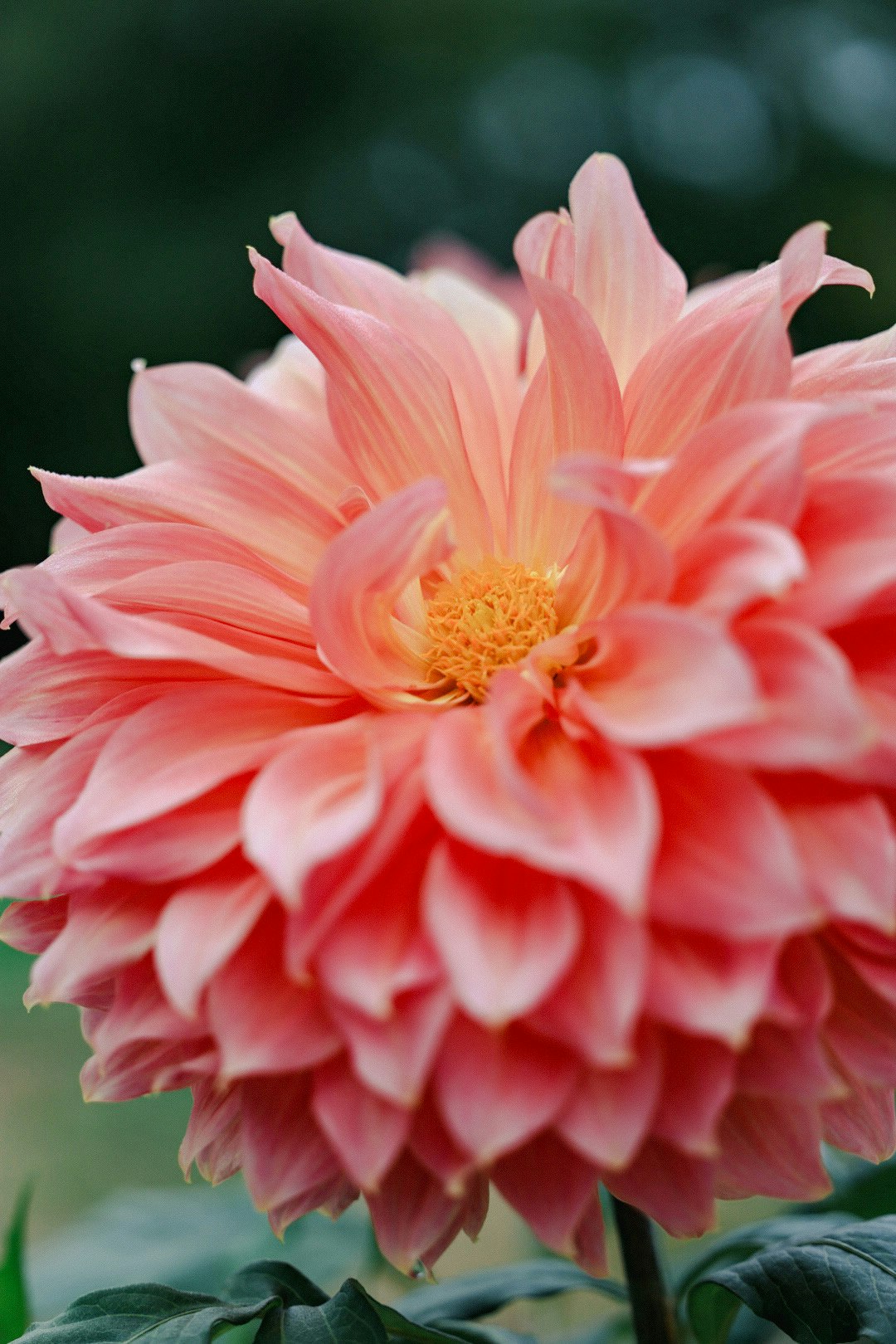 Nahaufnahme einer rosa Dahlienblüte