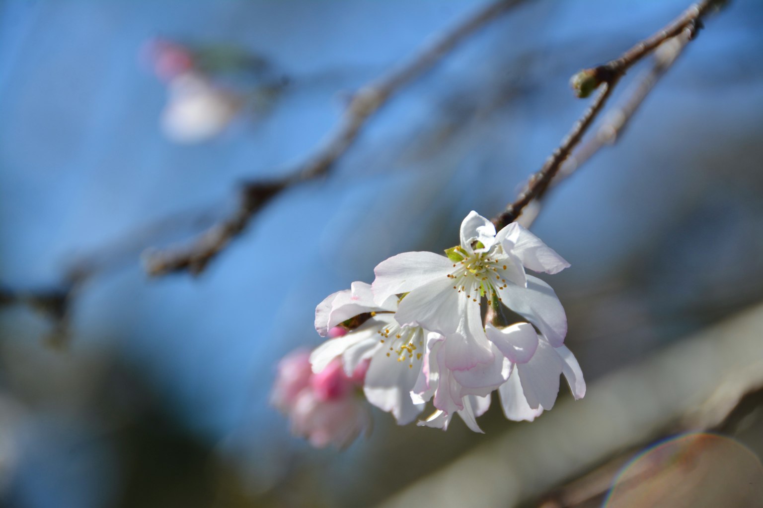 Fiori di ciliegio bianchi su un ramo sottile contro un cielo blu