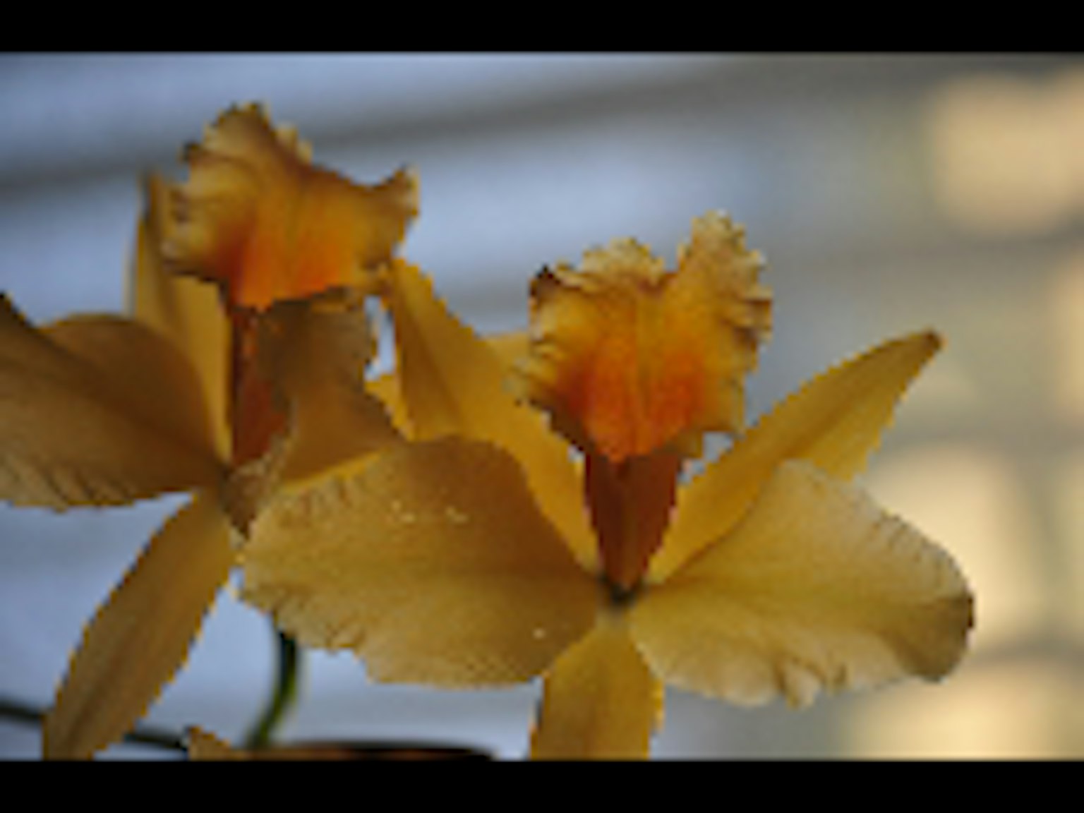 Deux orchidées jaunes avec des pétales orange vif
