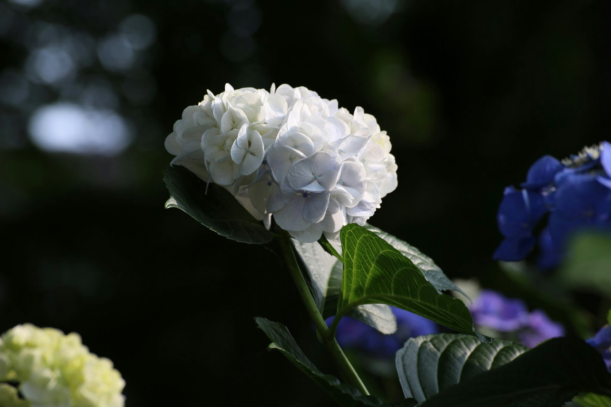 close-up of white hydrangea petals with soft blue flowers