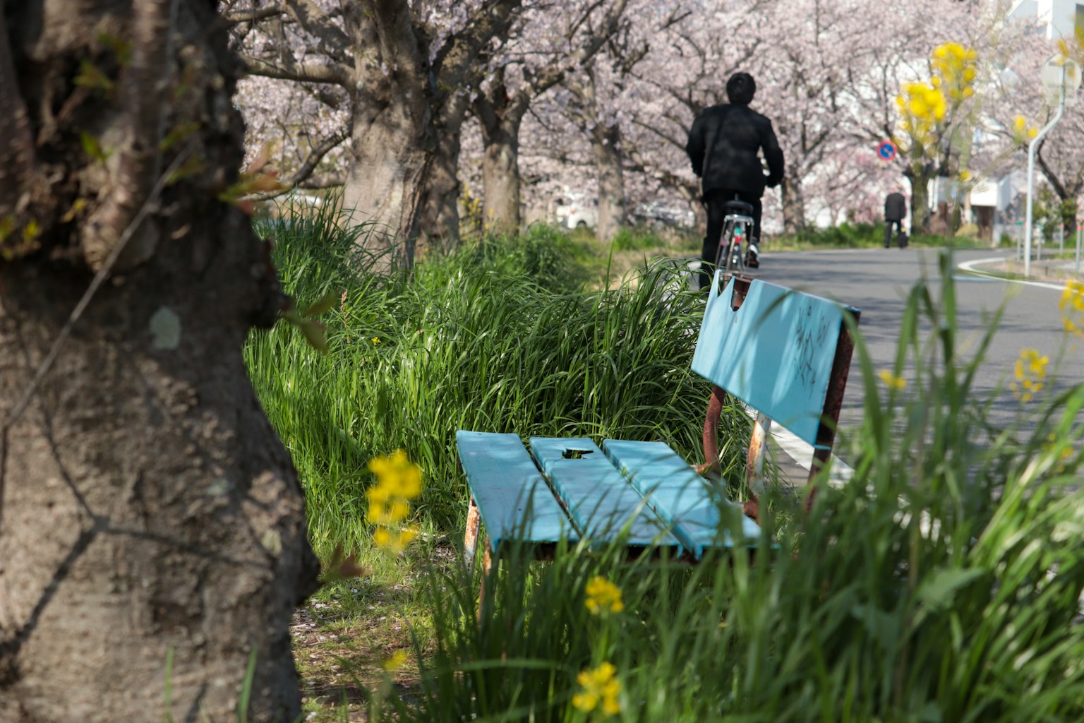 公園場景有櫻花樹和騎自行車的人