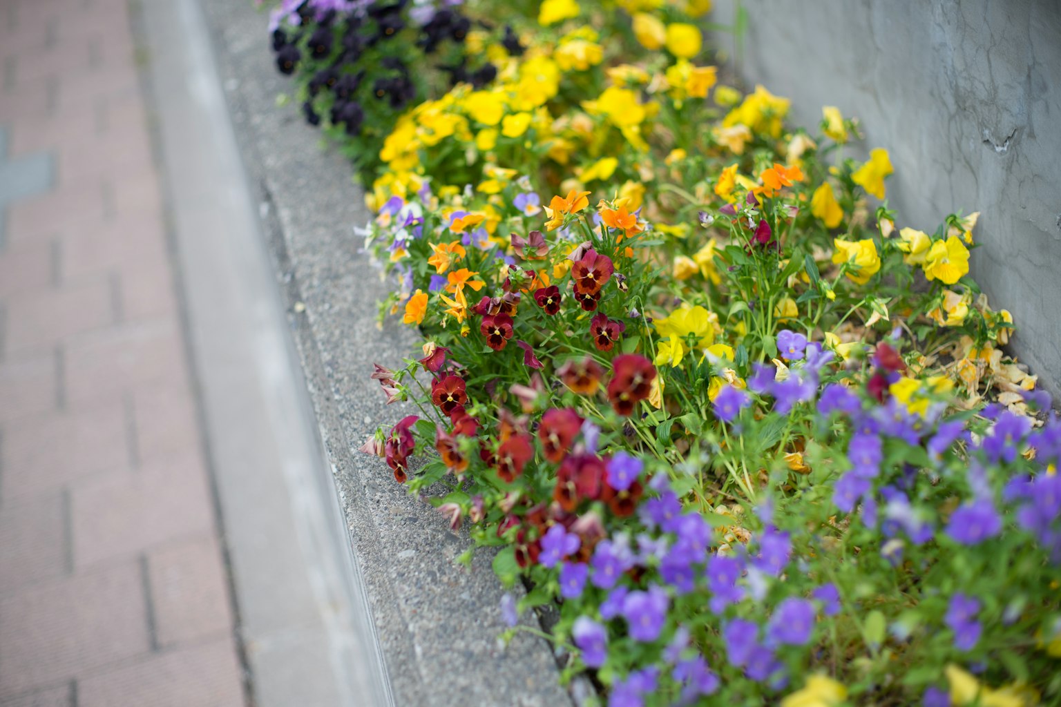 Gros plan sur un parterre de fleurs colorées