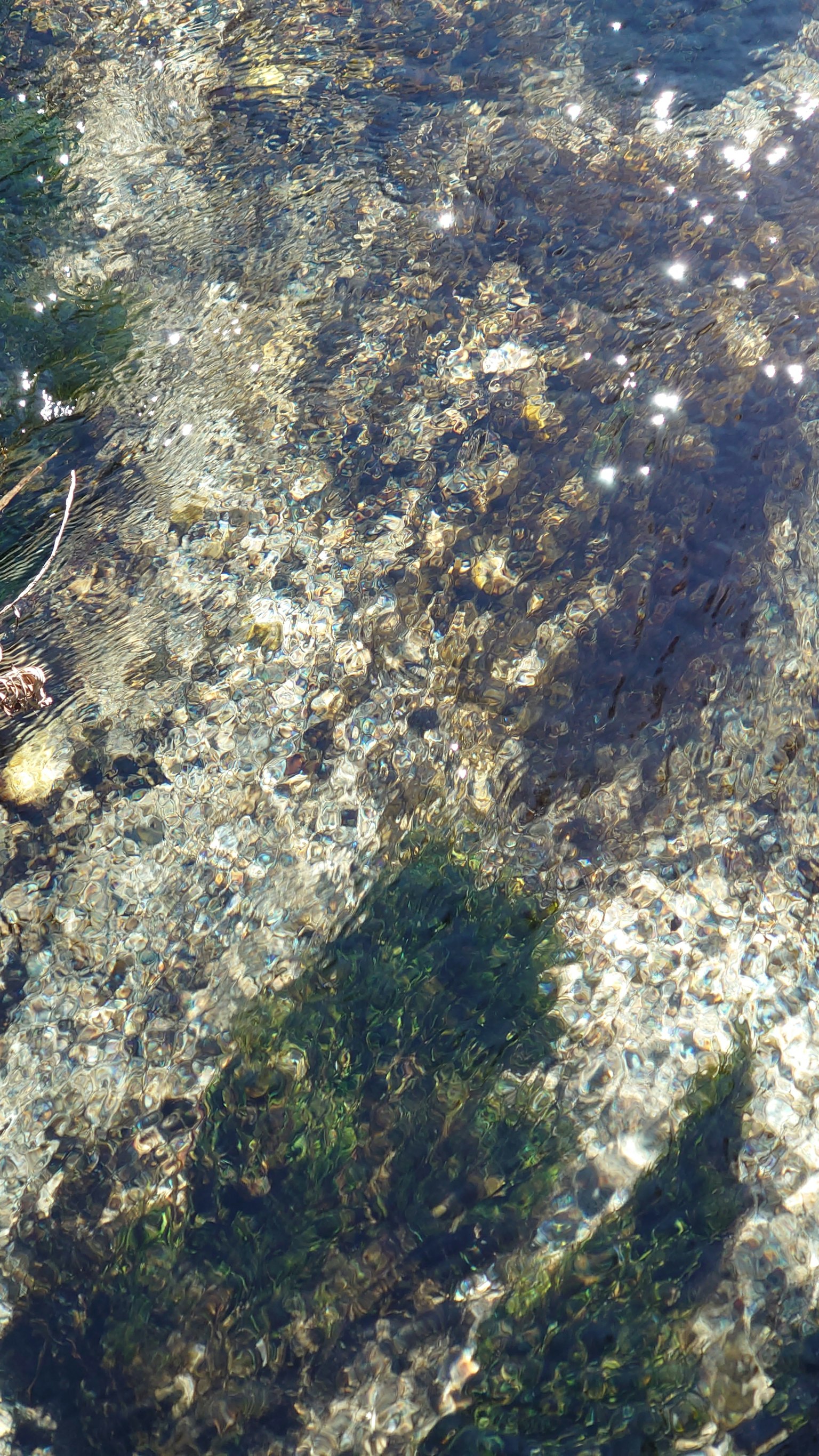 Surface de l'eau claire montrant des rochers et des algues en dessous