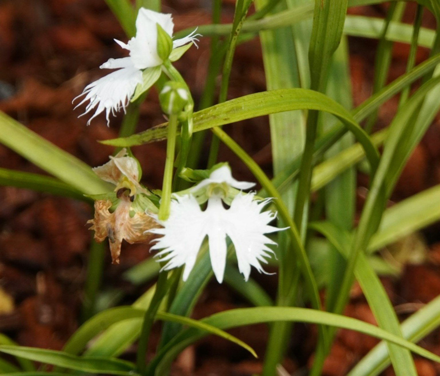 Nahaufnahme einer Pflanze mit weißen Blumen und grünen Blättern