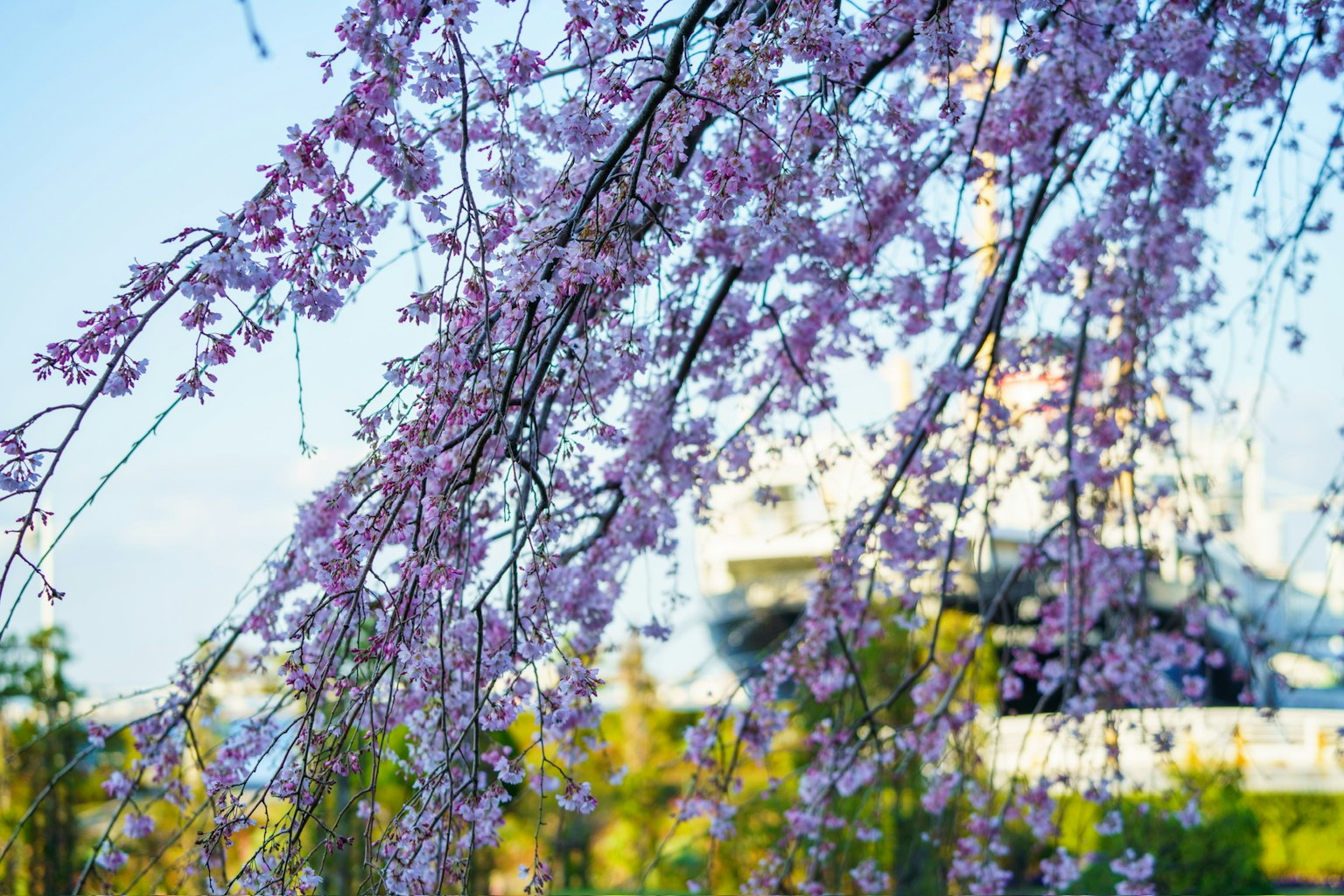 Nahaufnahme von Kirschblütenzweigen mit rosa Blüten im Hintergrund ein Boot