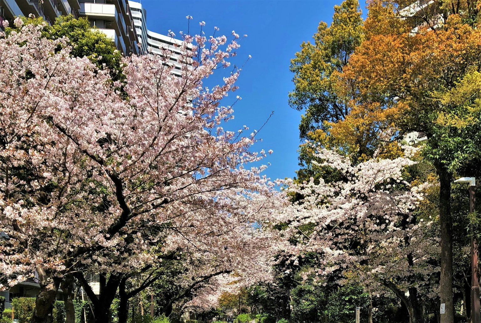 公園場景，櫻花樹和晴朗的藍天