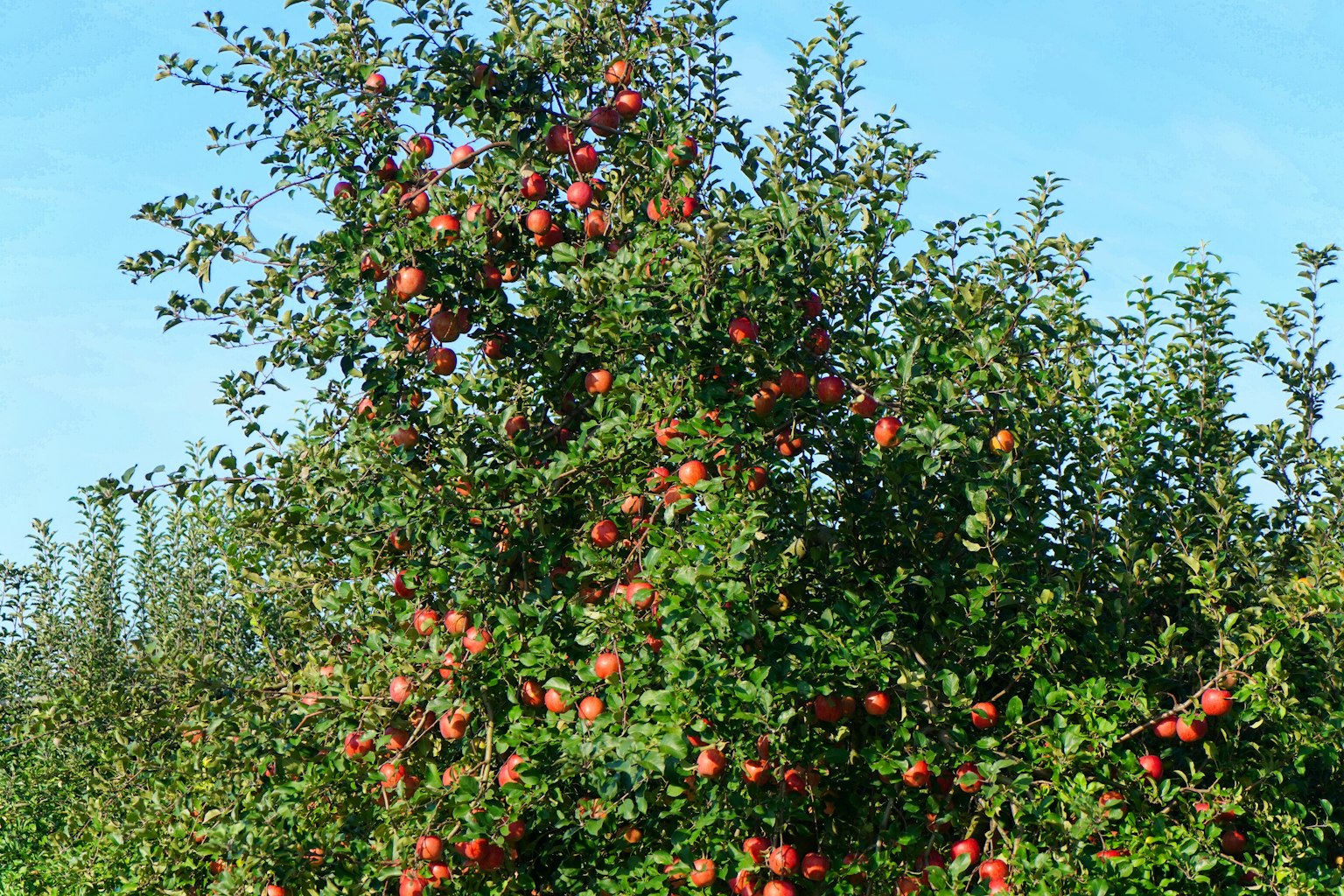 Apfelbaum mit reifen roten Äpfeln vor klarem blauen Himmel