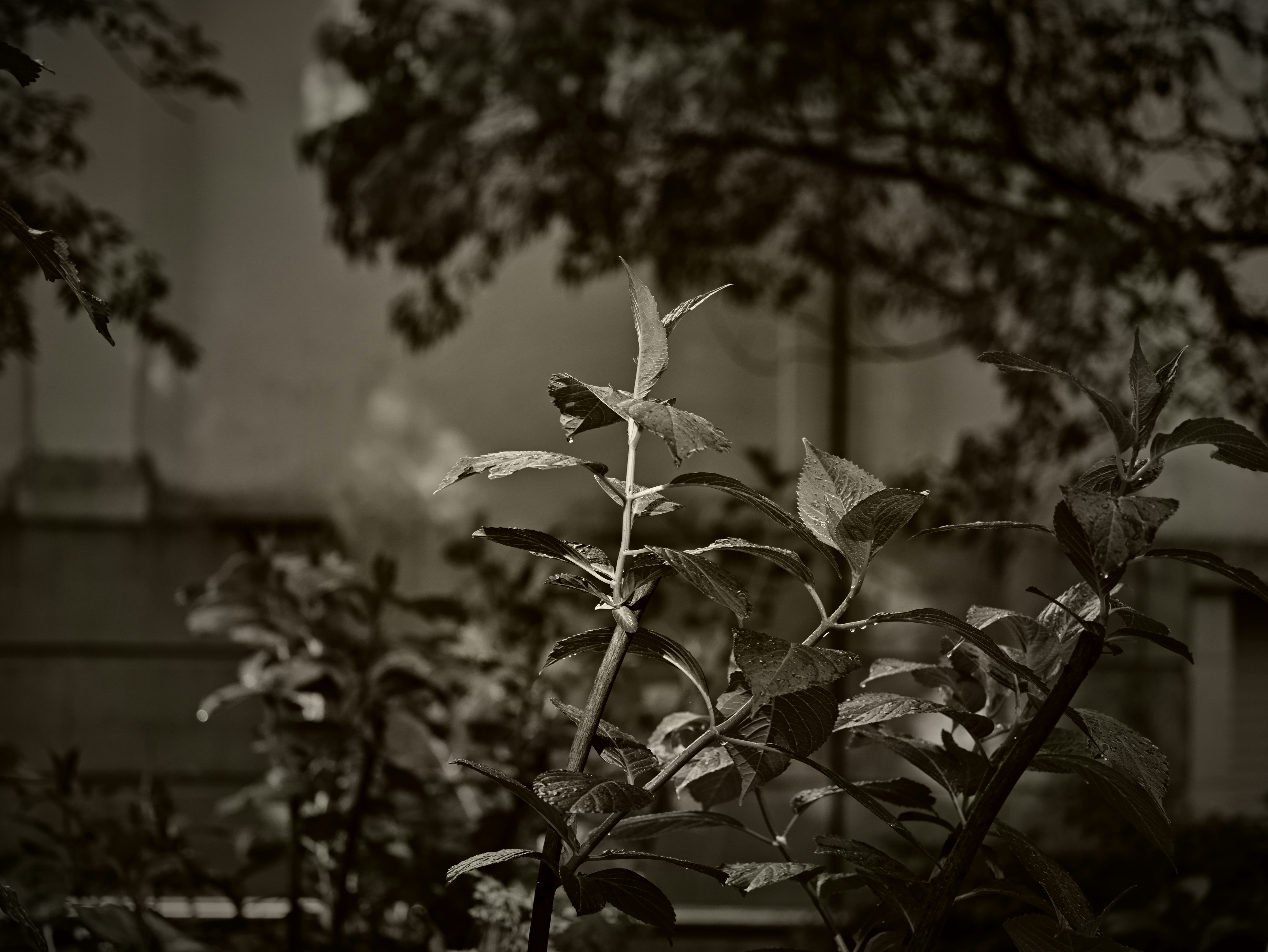 nature snapshot of flowers and leaves on tree branches