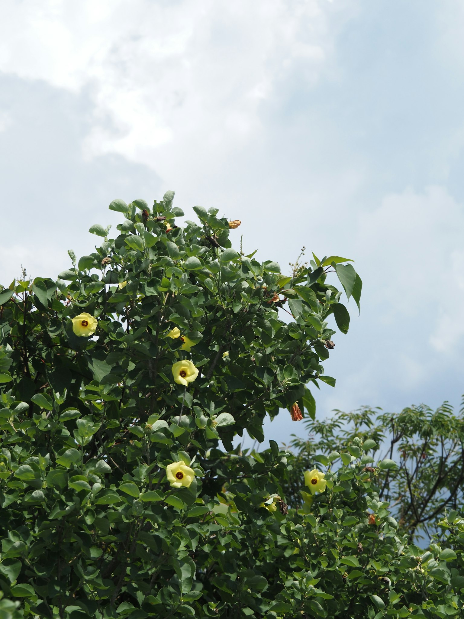 Partie supérieure d'un arbre avec des fleurs jaunes sous un ciel bleu