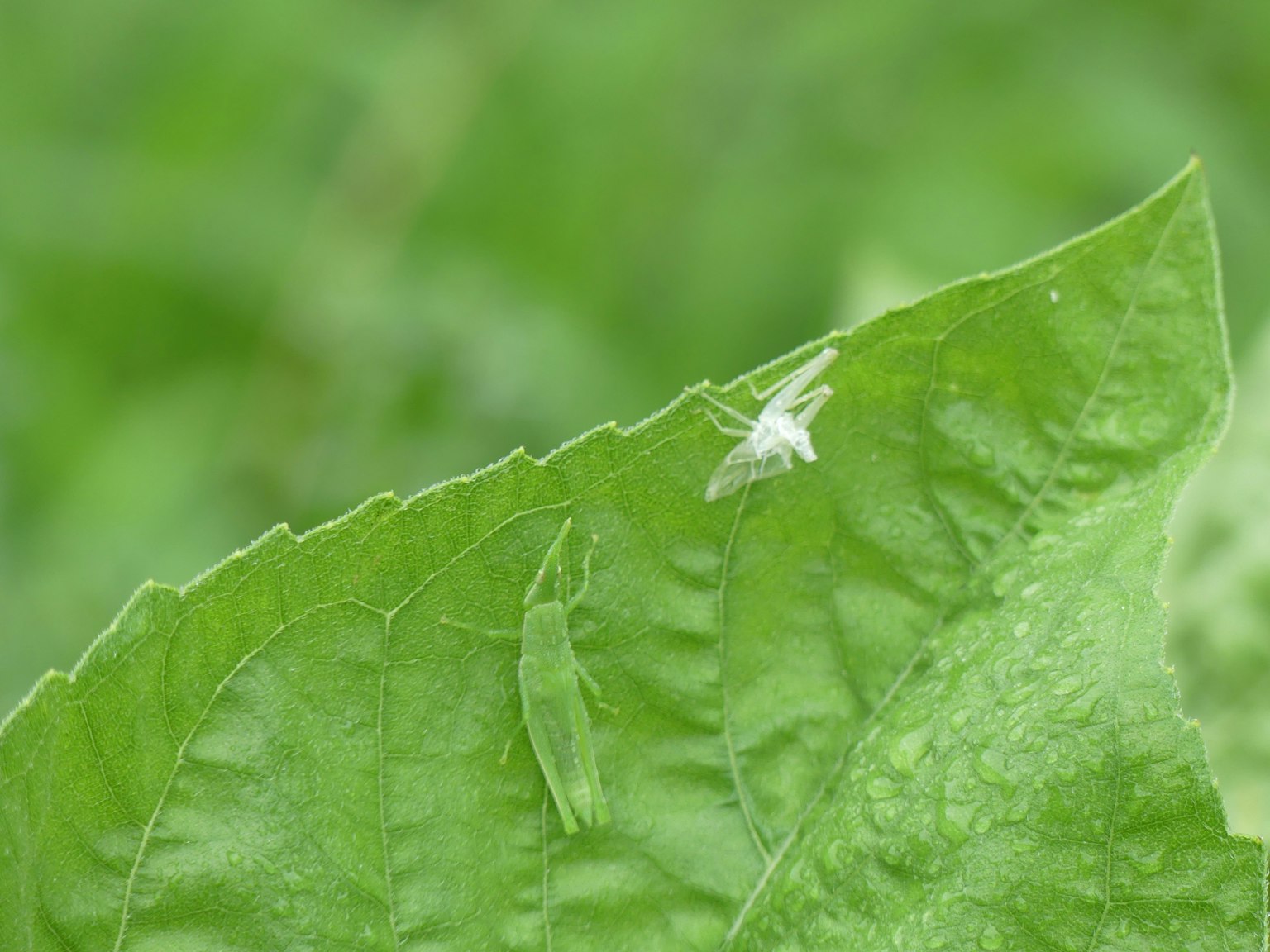 Gros plan sur une feuille verte avec un petit insecte blanc dessus