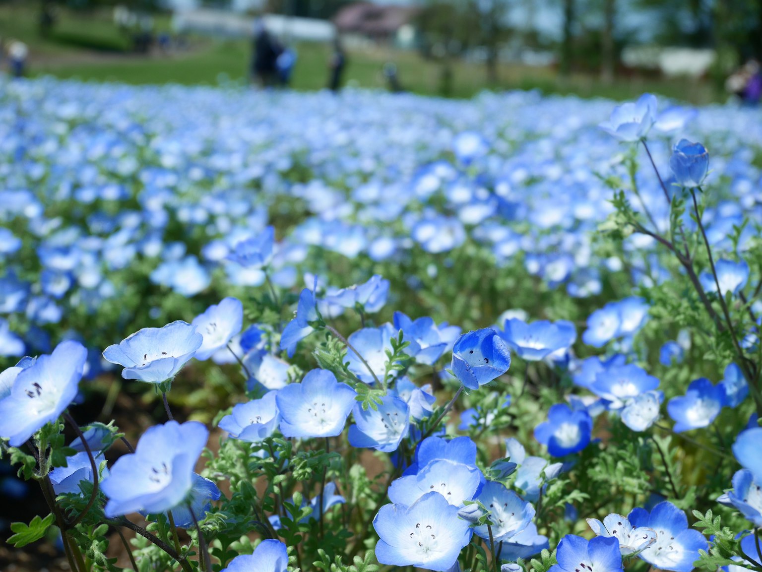 ทิวทัศน์ที่สวยงามเต็มไปด้วยดอกไม้สีน้ำเงินที่บาน