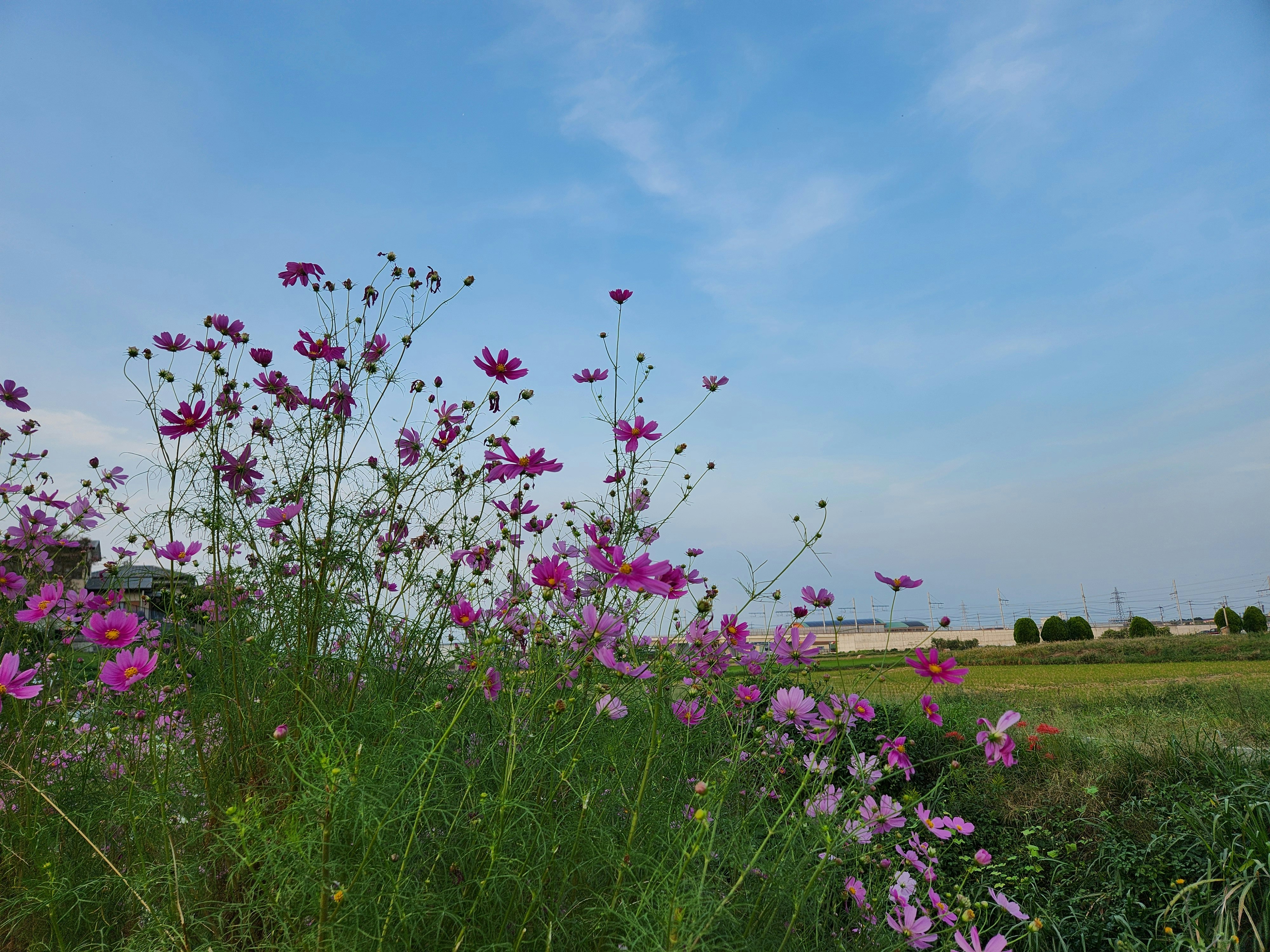 Cosmos flowers in a field under a blue sky