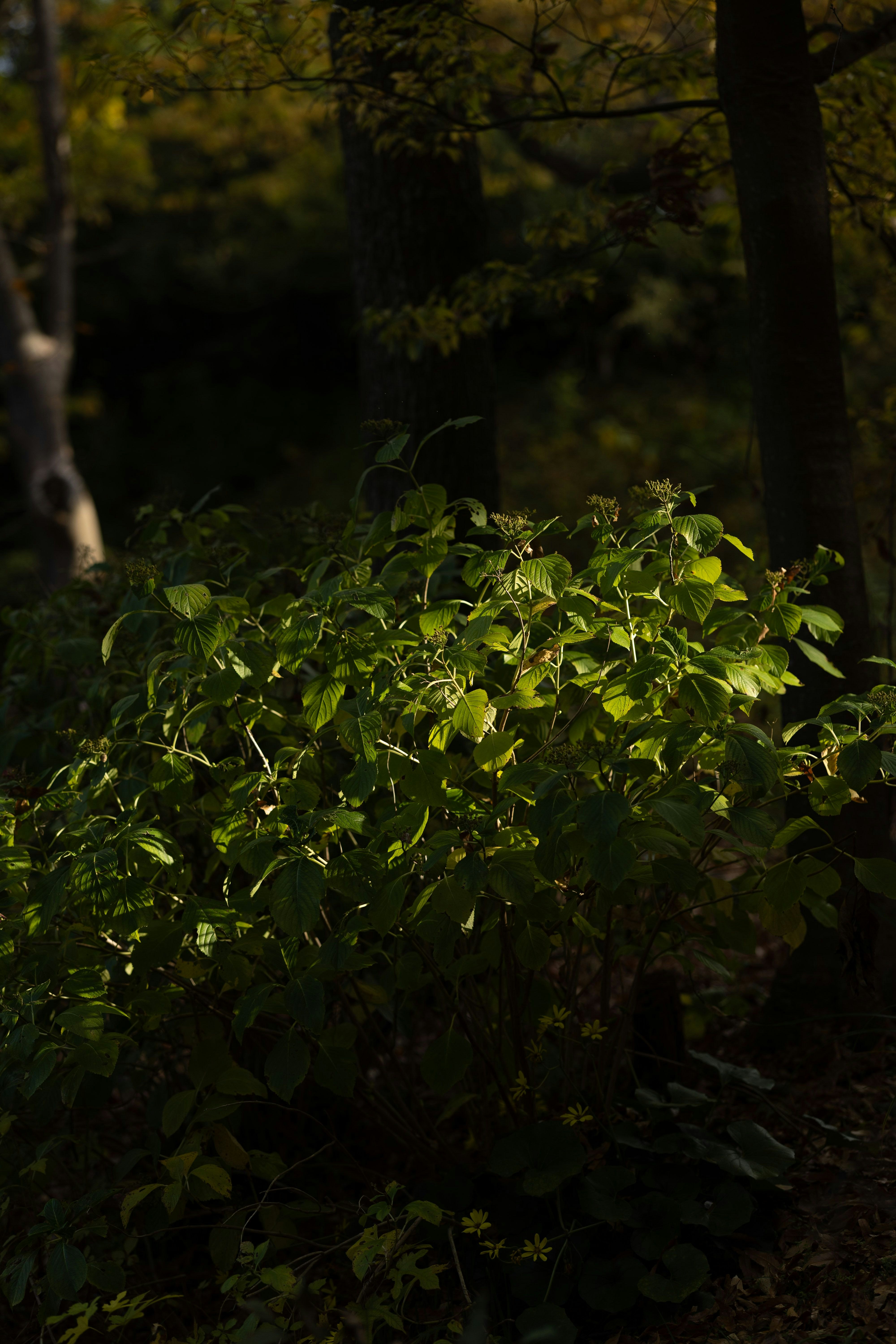 木々の葉が茂る森の薄暗い小道