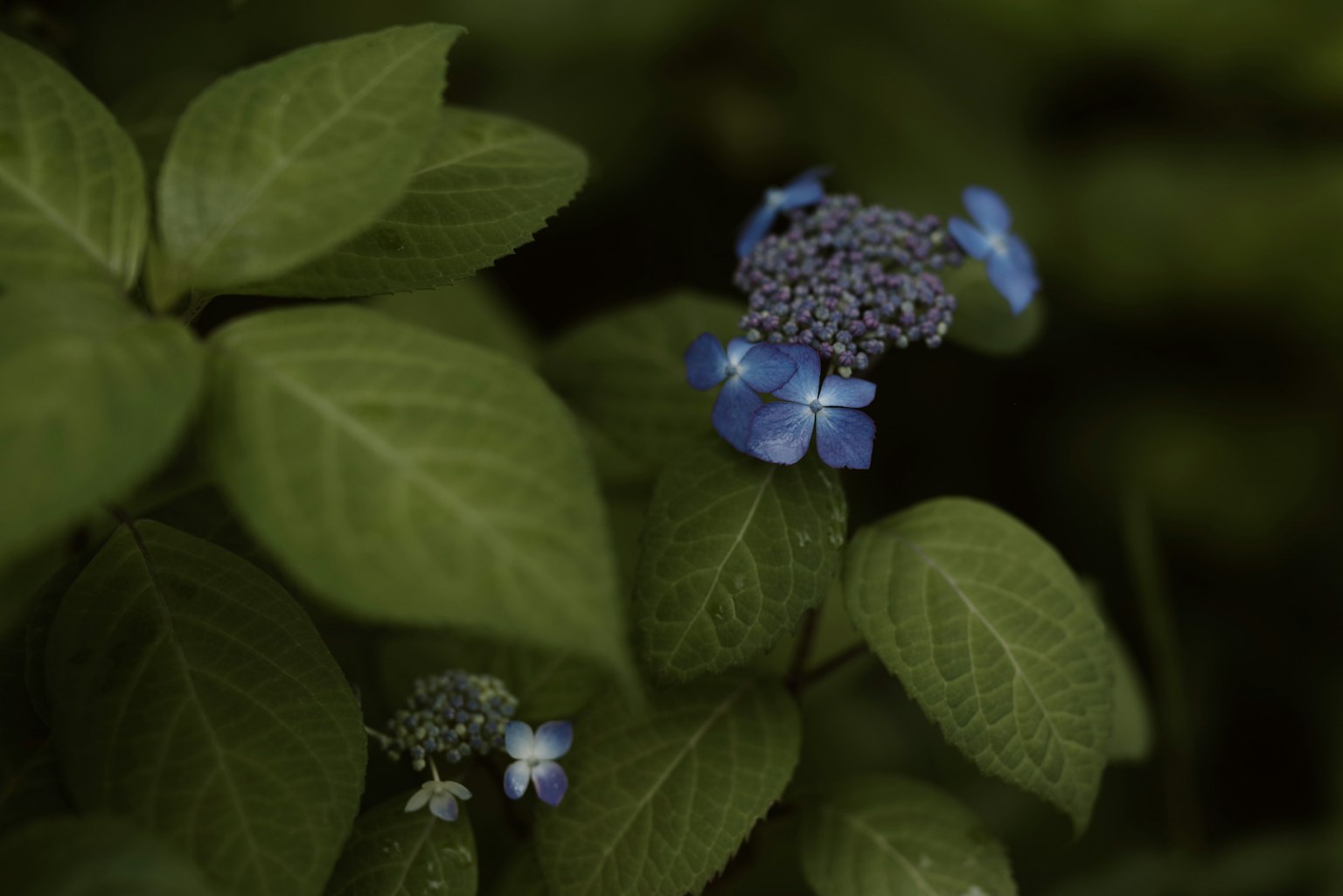 青い花と緑の葉が特徴的な植物のクローズアップ