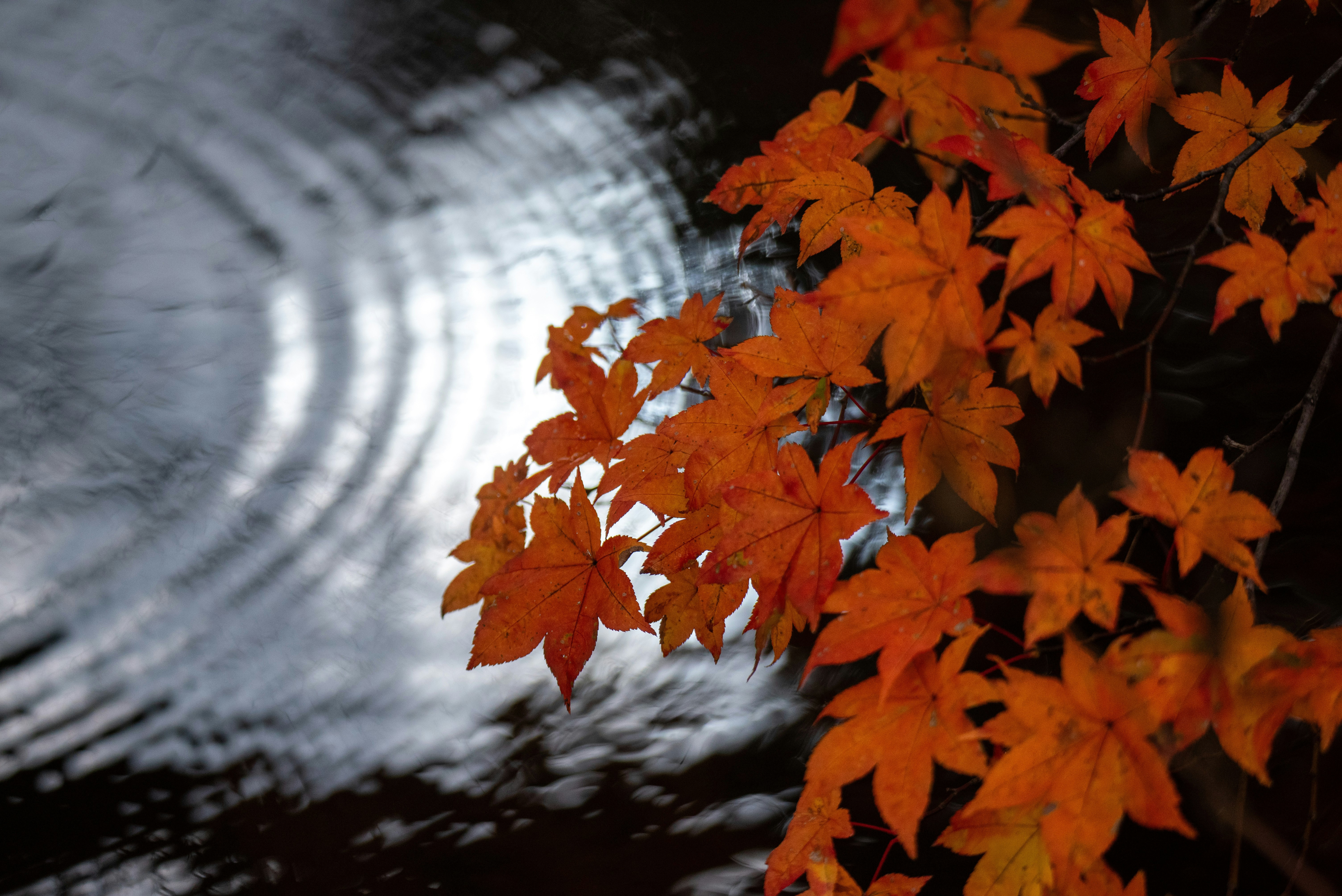 秋の紅葉と石畳の路地の奥行き