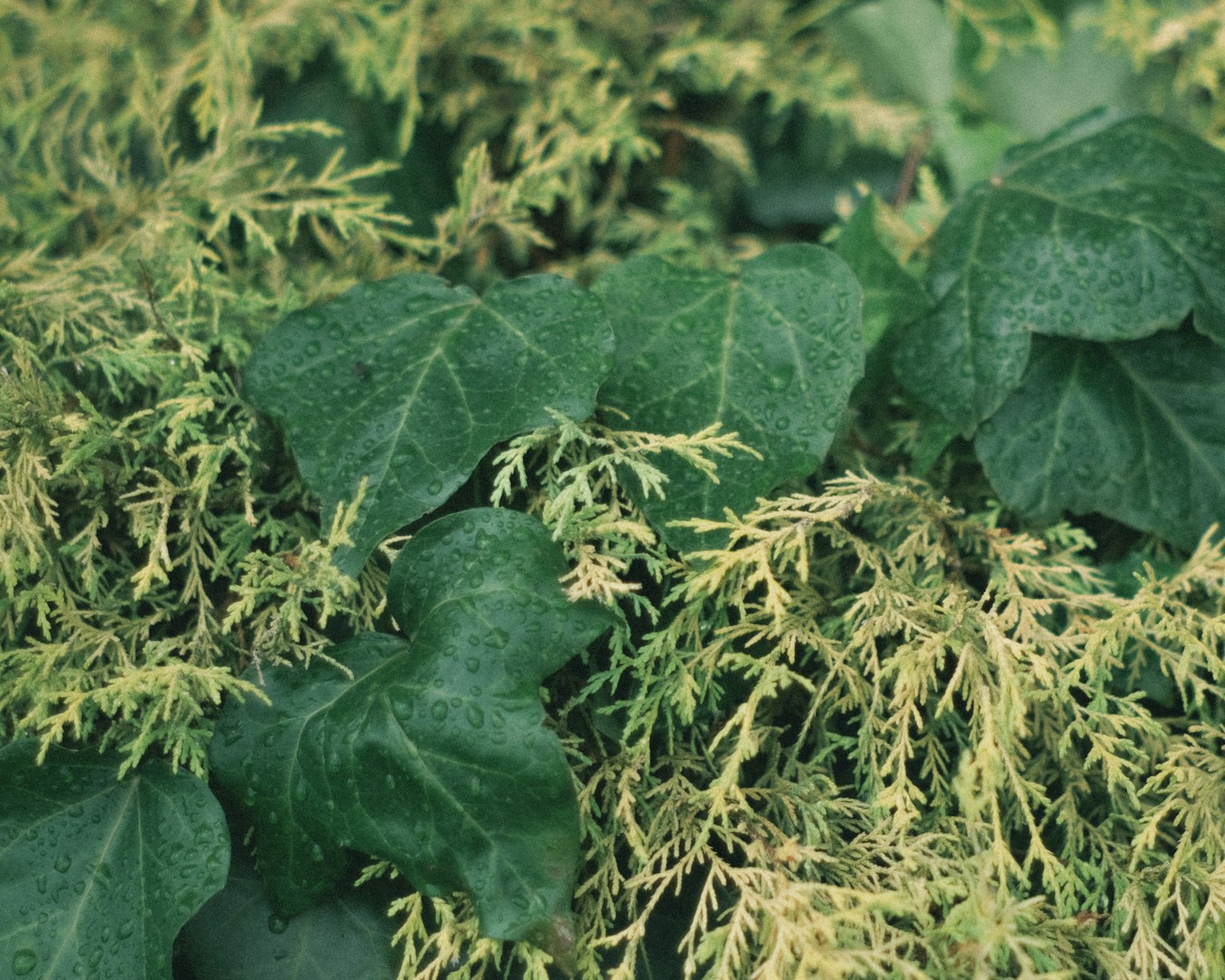 Gros plan de feuilles vertes et feuillage vert clair entrelacés