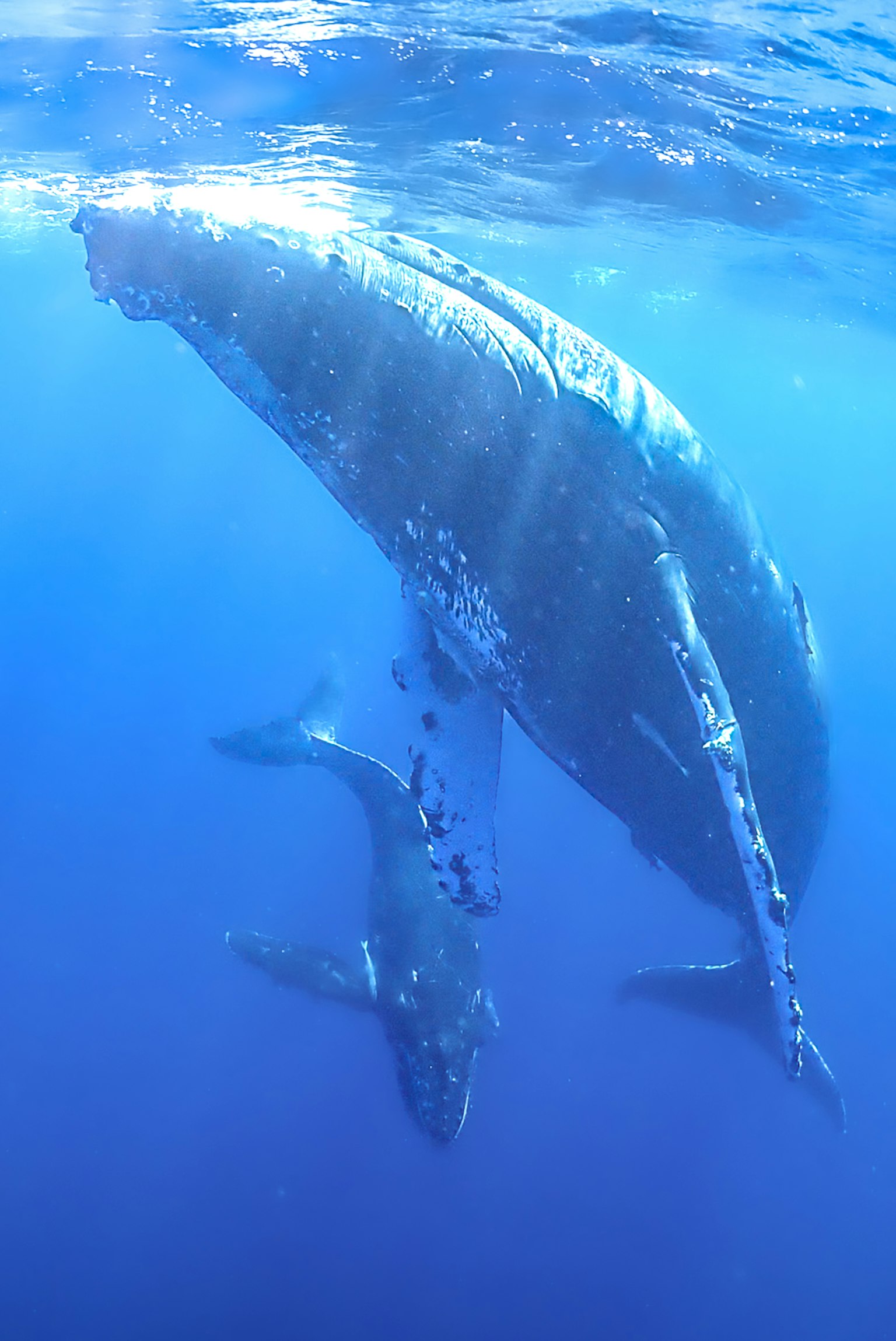 Humpback whale and its calf swimming in the blue ocean