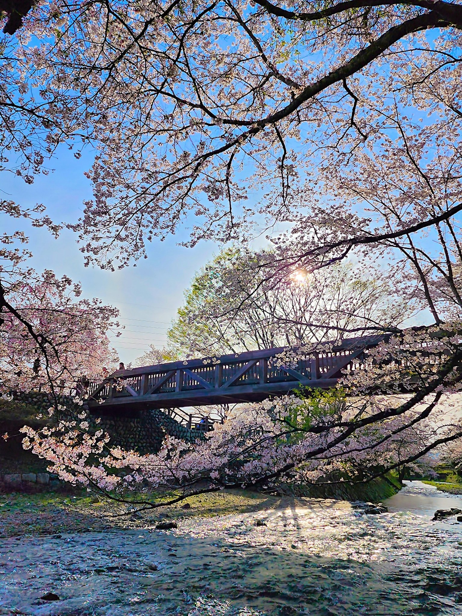 A scenic view of cherry blossoms framing a bridge over a river