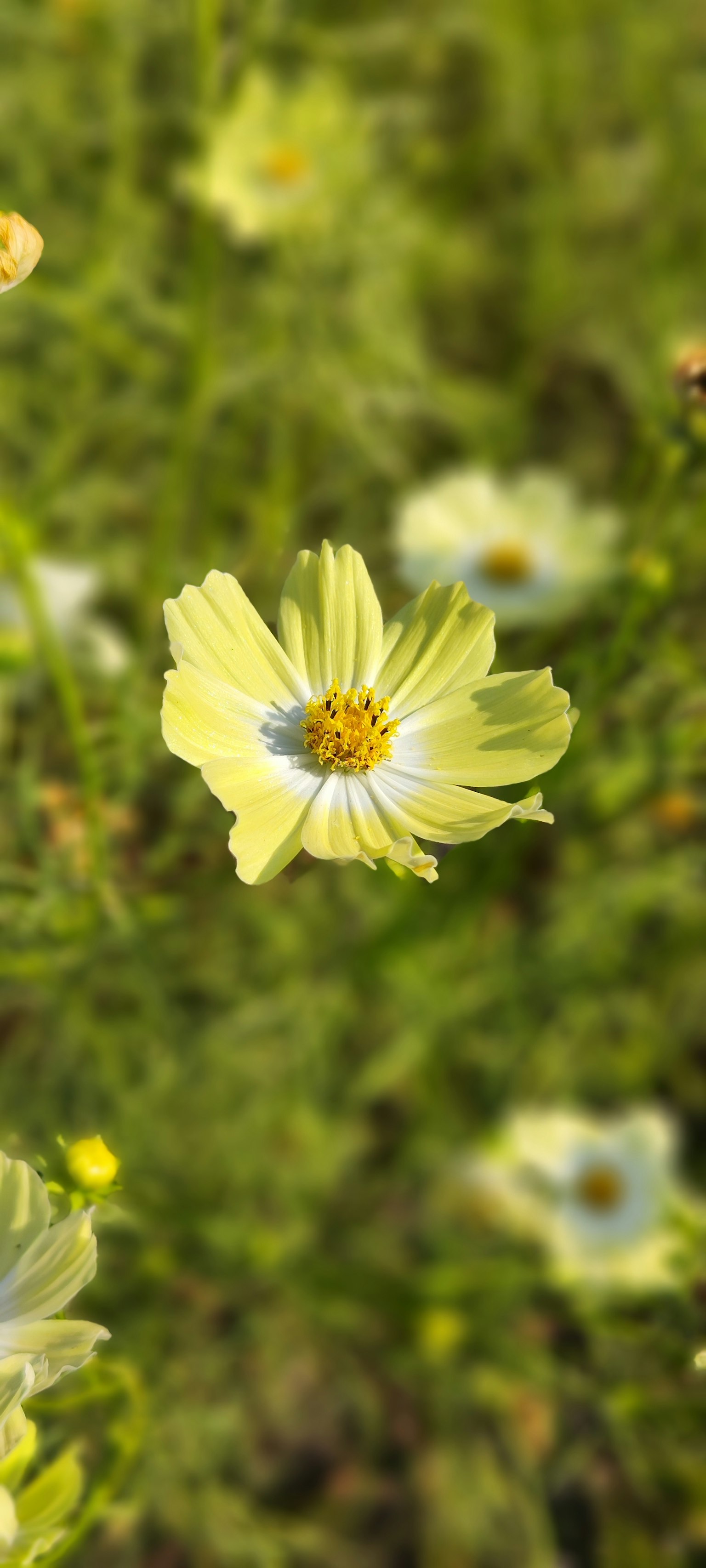Un fiore giallo che fiorisce su uno sfondo verde