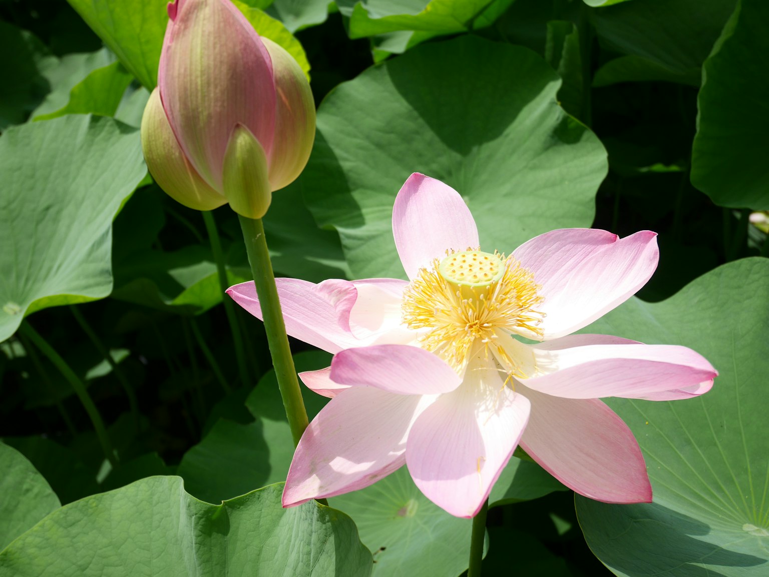 Beautiful lotus flower and bud among green leaves
