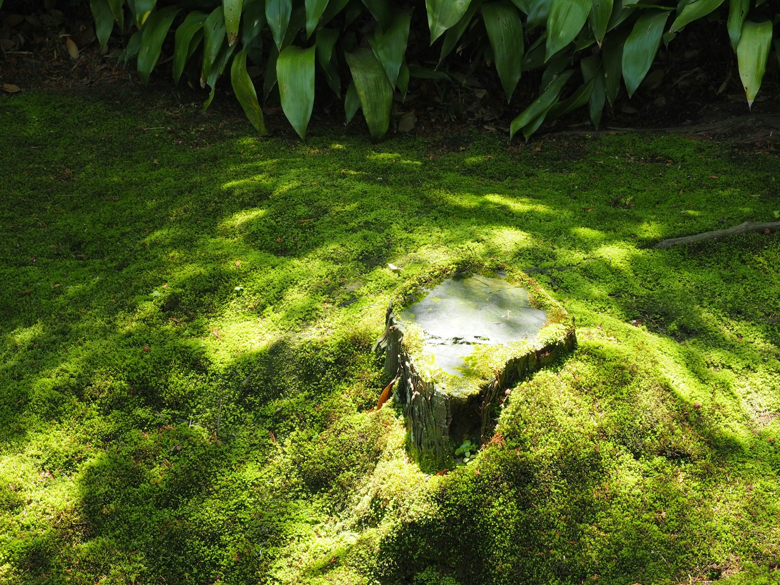 Image d'un souche d'arbre recouverte de mousse verte
