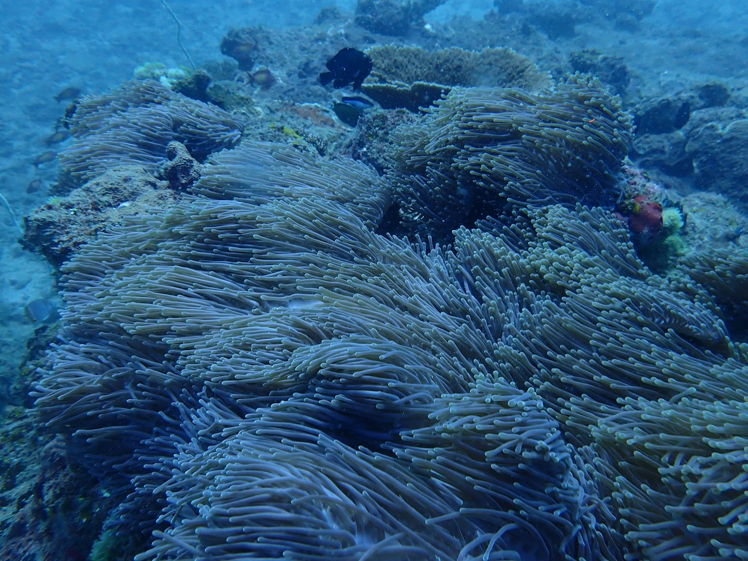 Scena subacquea con una vegetazione lussureggiante di corallo e alghe