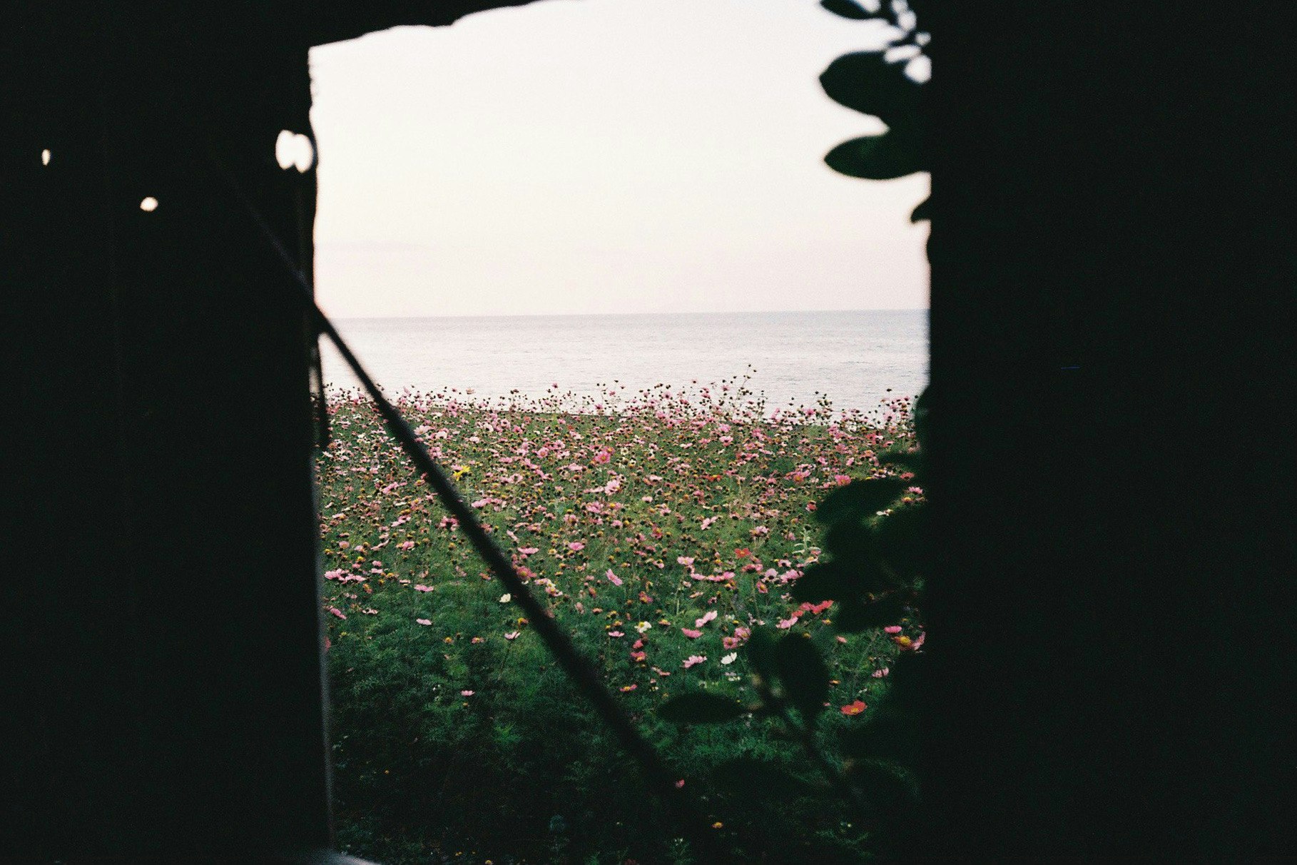 透过窗户看到海边的秋桜花海