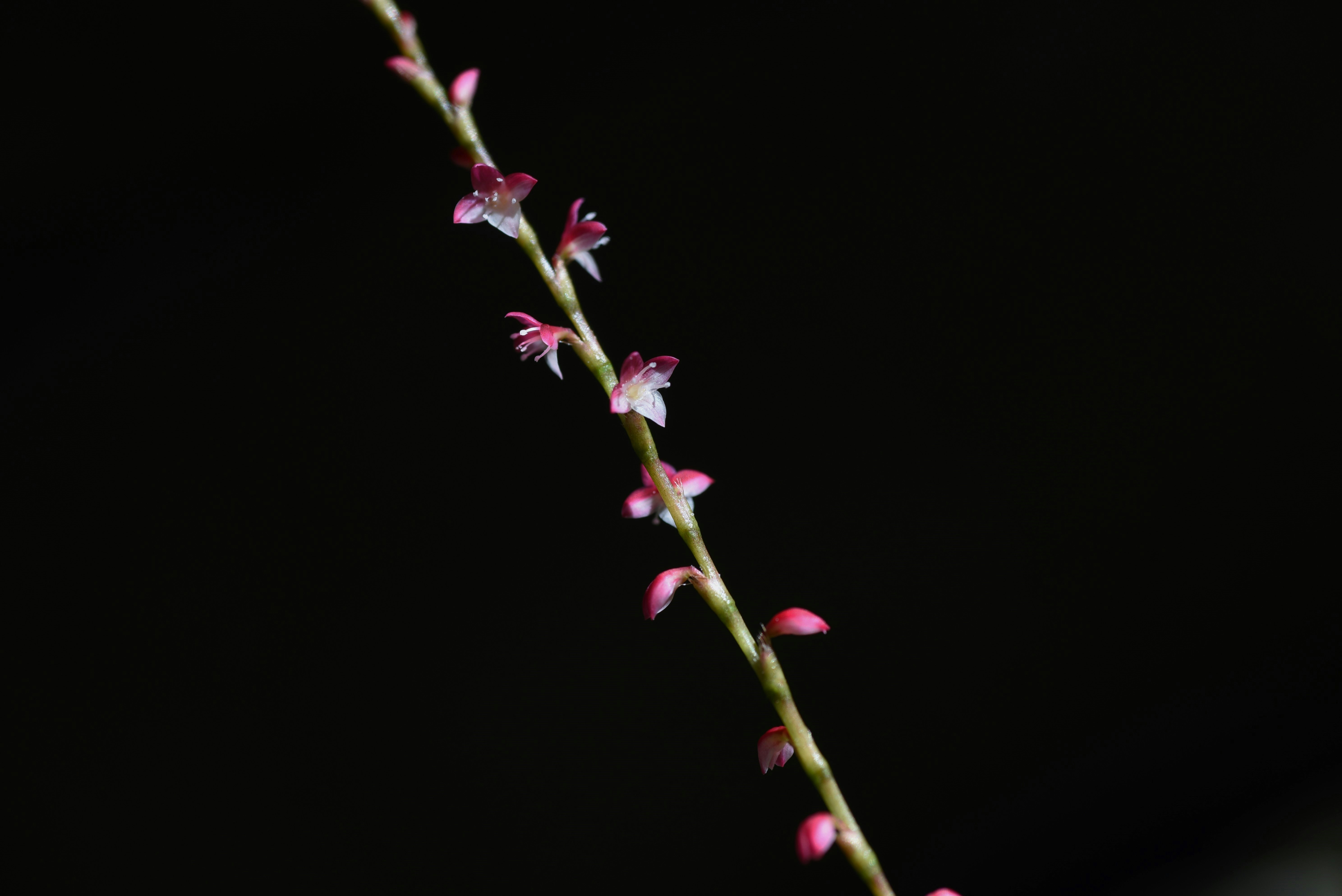 黒背景に伸びるミズヒキの花穂