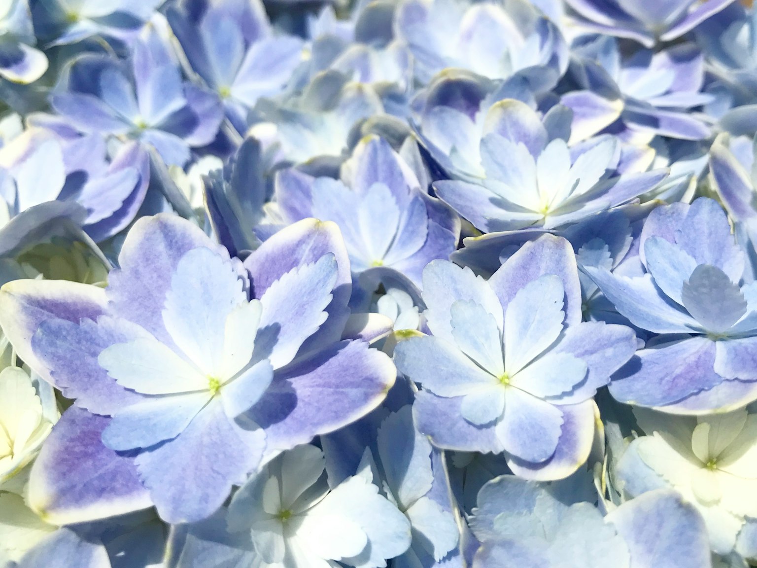 Primo piano di fiori belli con petali viola chiaro