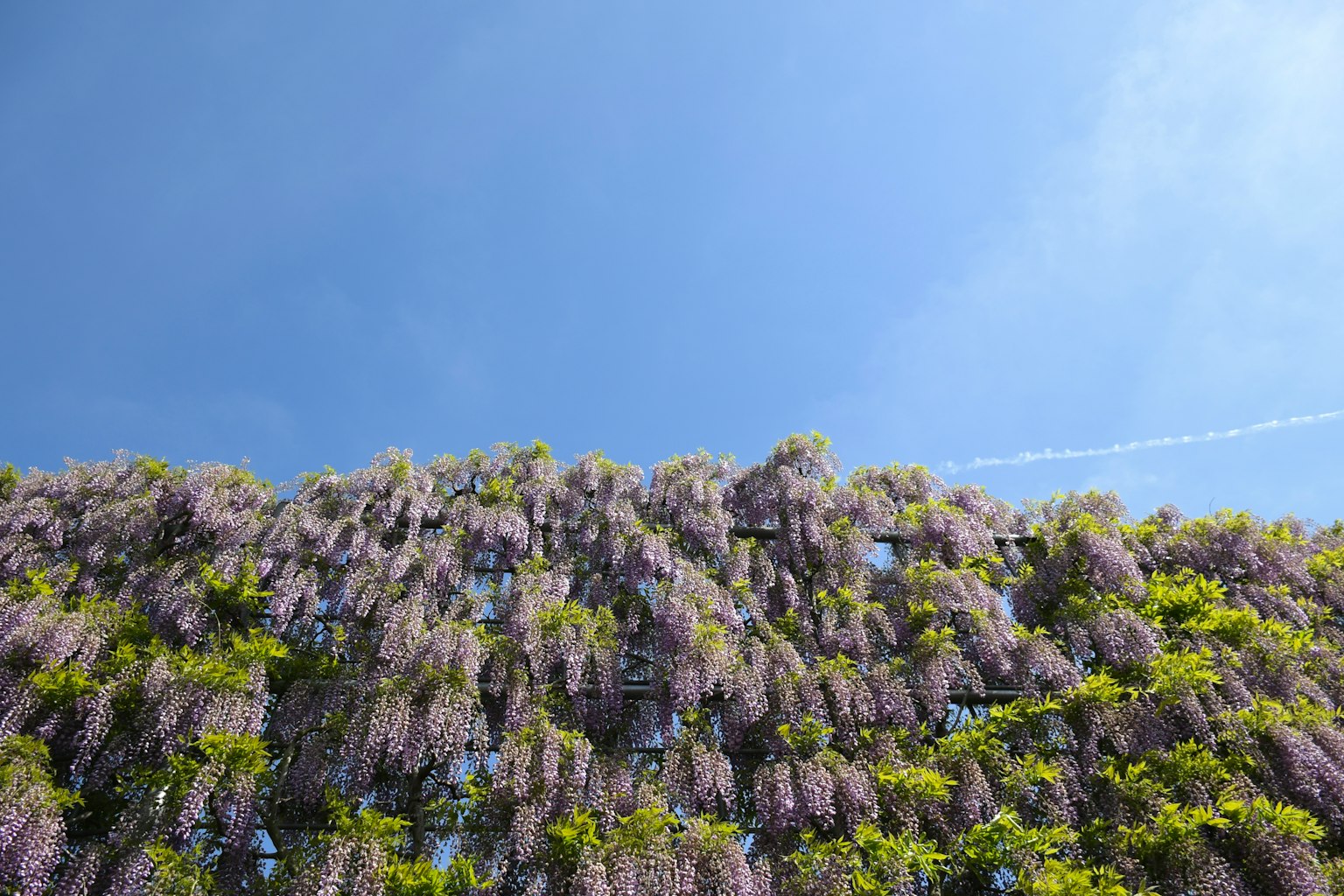 紫藤花在晴朗蓝天下垂落