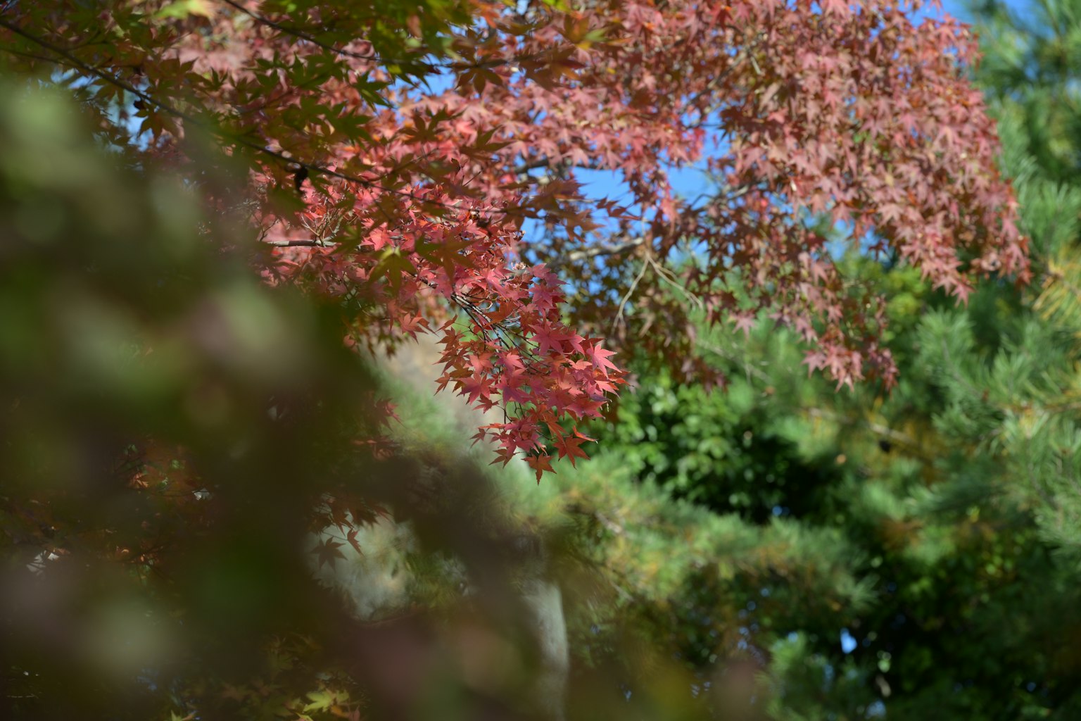 Lebendige Herbstblätter vor einem klaren blauen Himmel