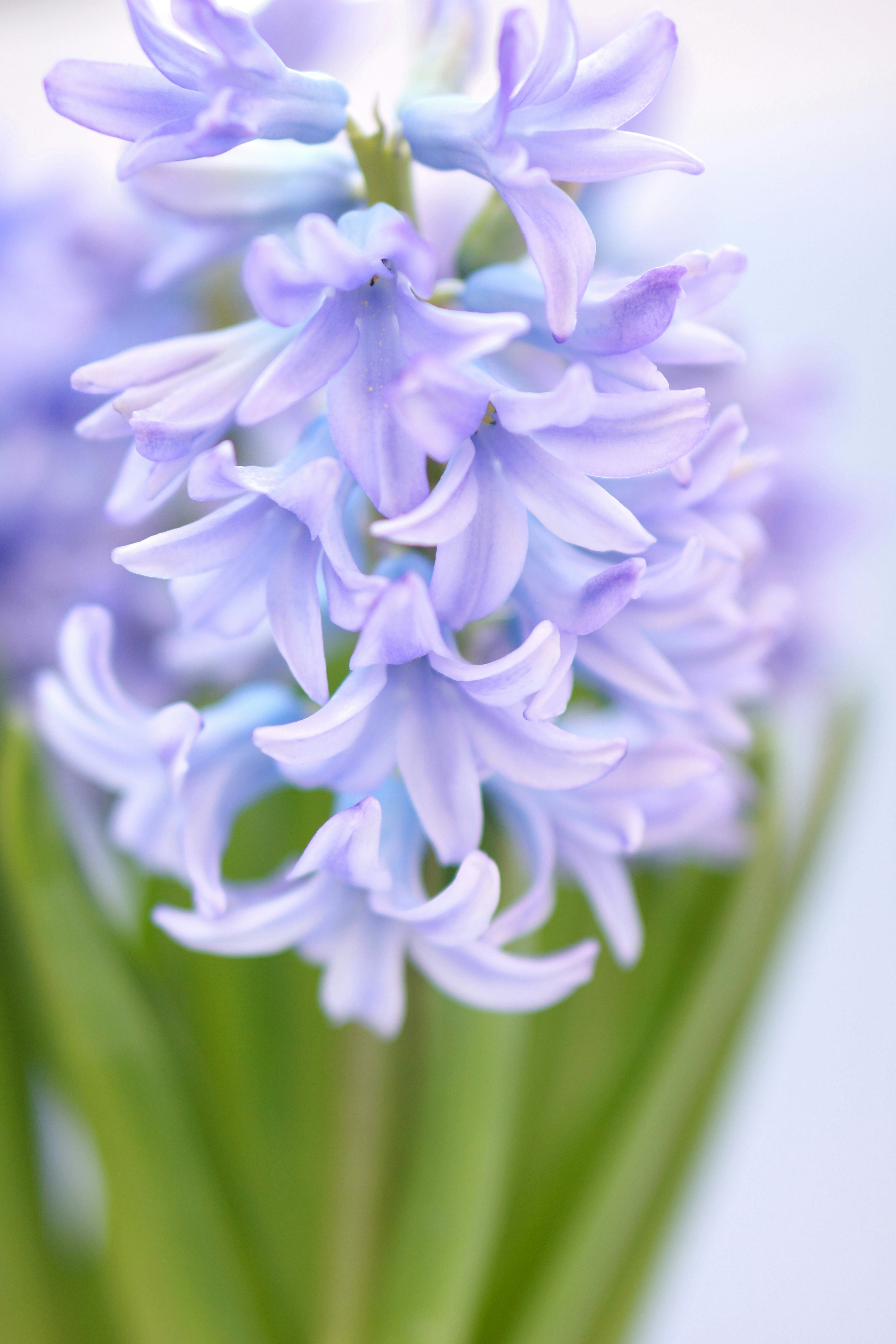 紫の花のクローズアップ