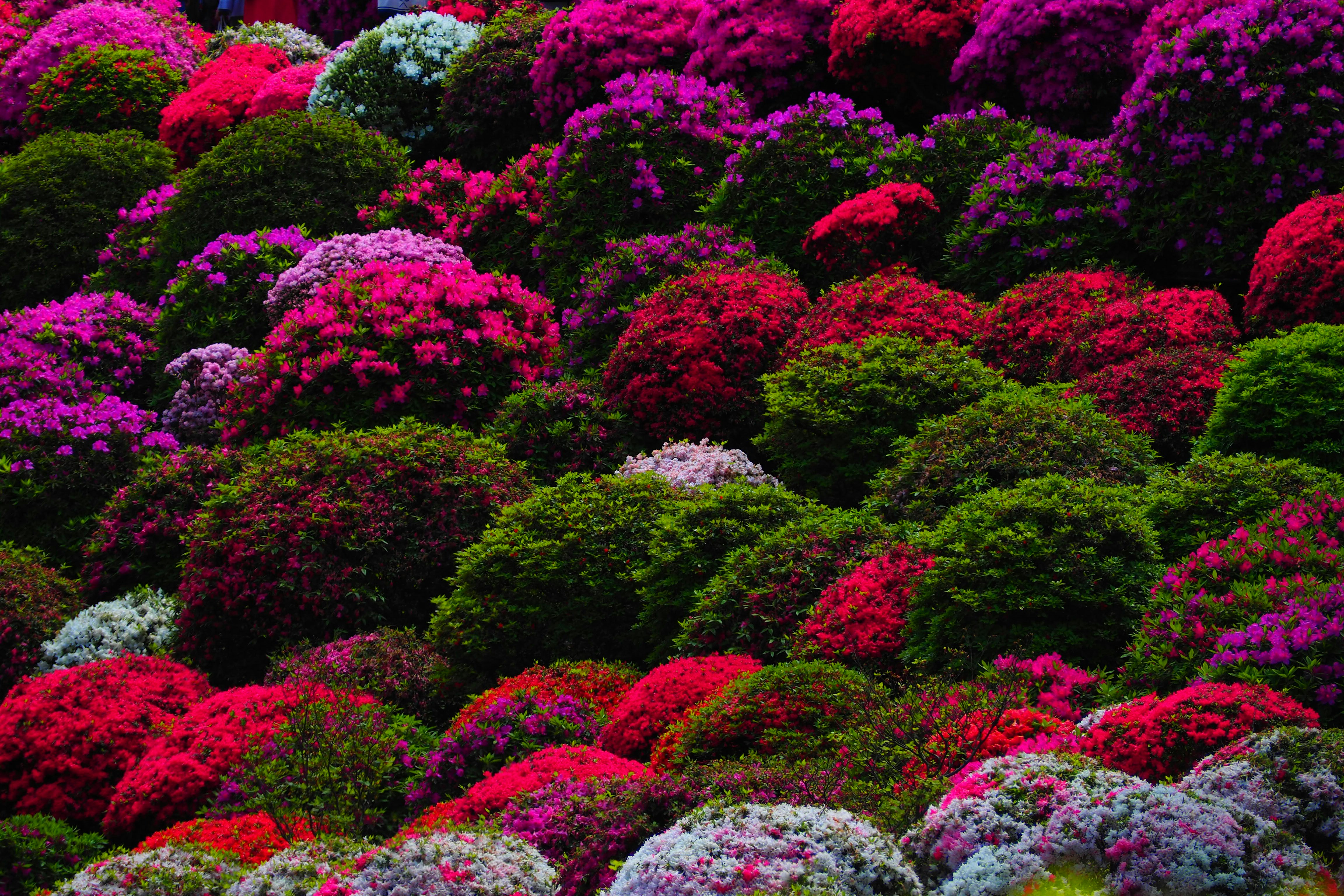 macizo de azaleas de colores vivos y muy denso