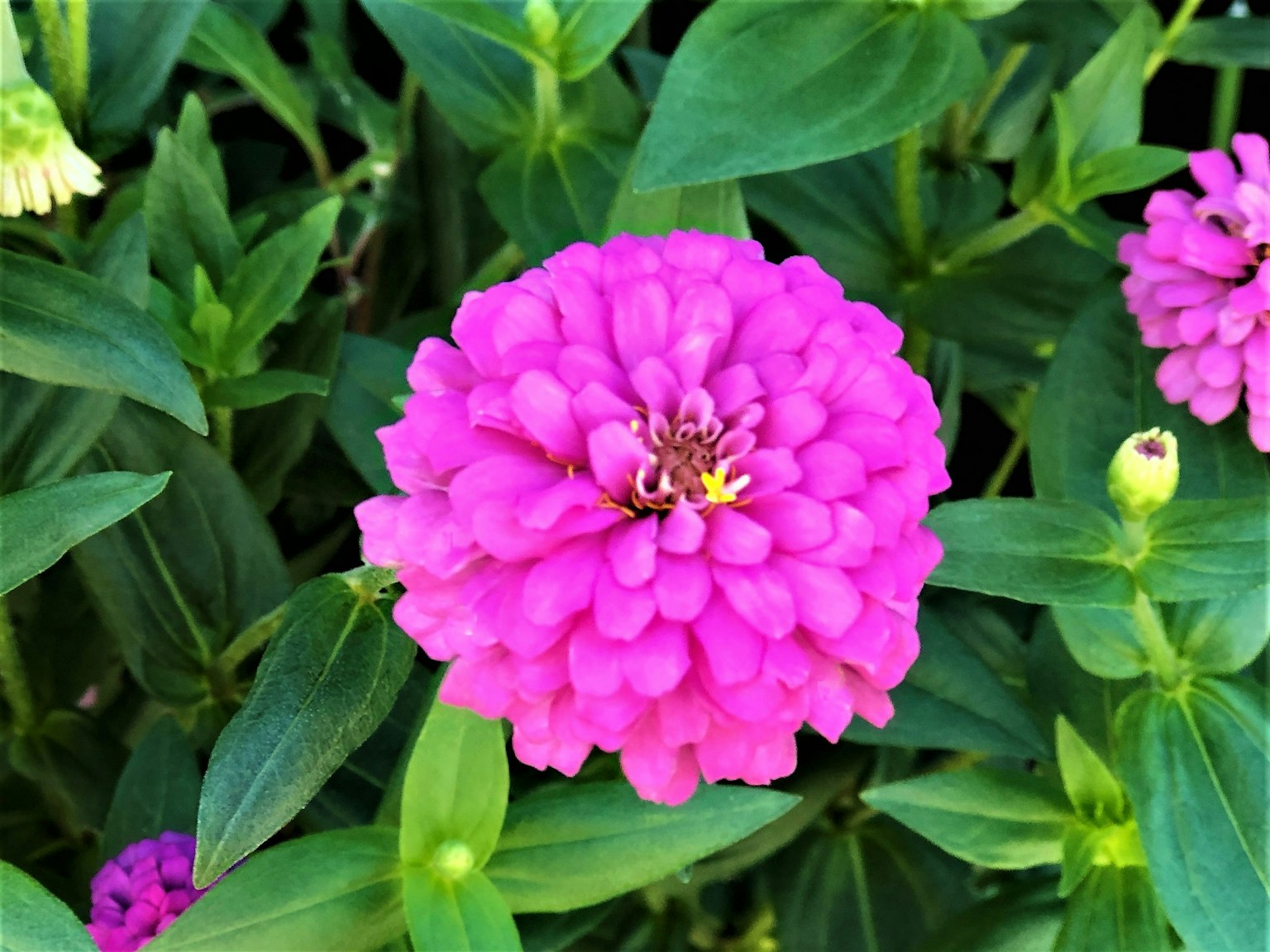 Hoa zinnia hồng rực rỡ được bao quanh bởi lá xanh