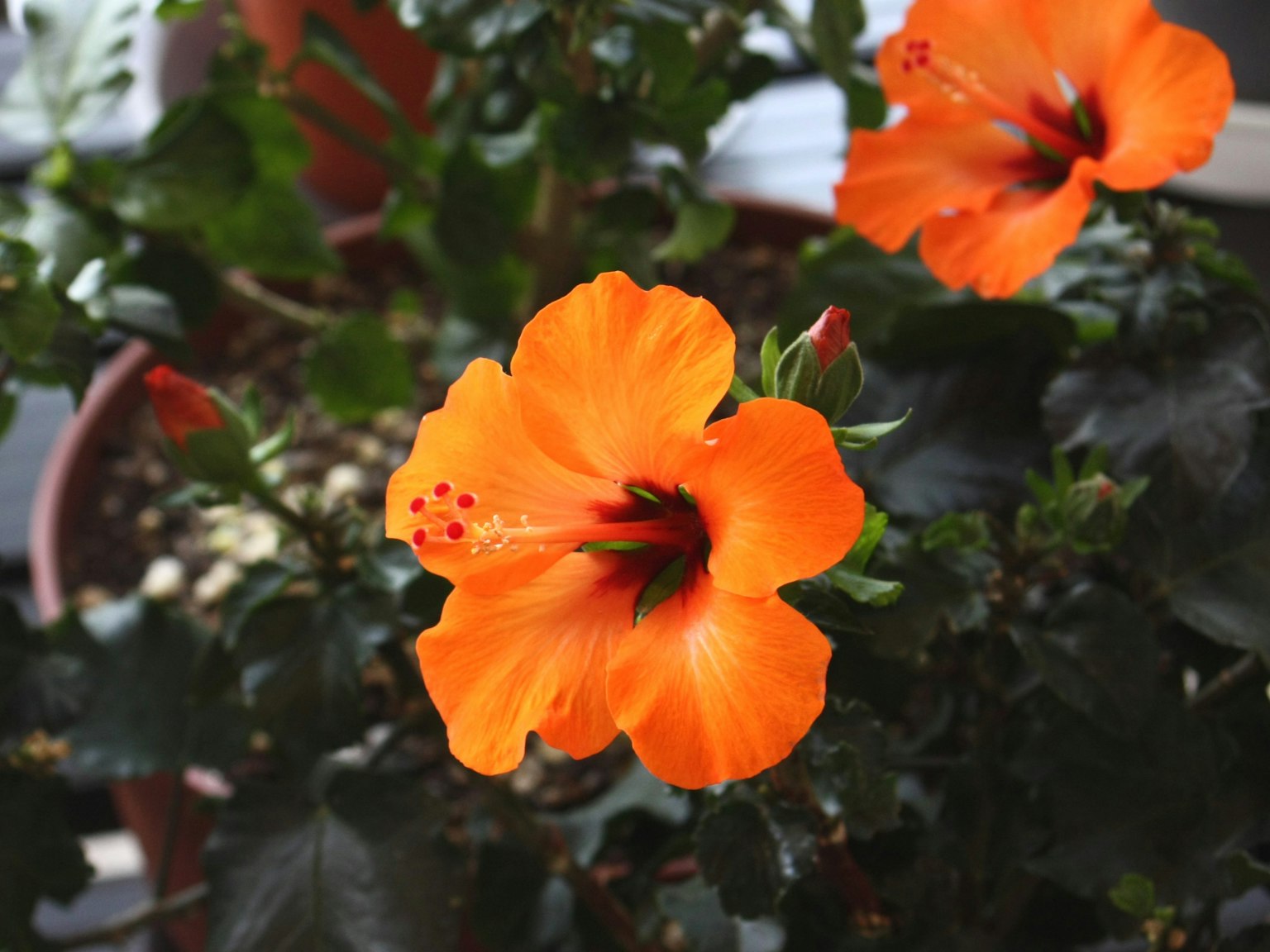 Primo piano di un vibrante fiore di ibisco arancione in fiore