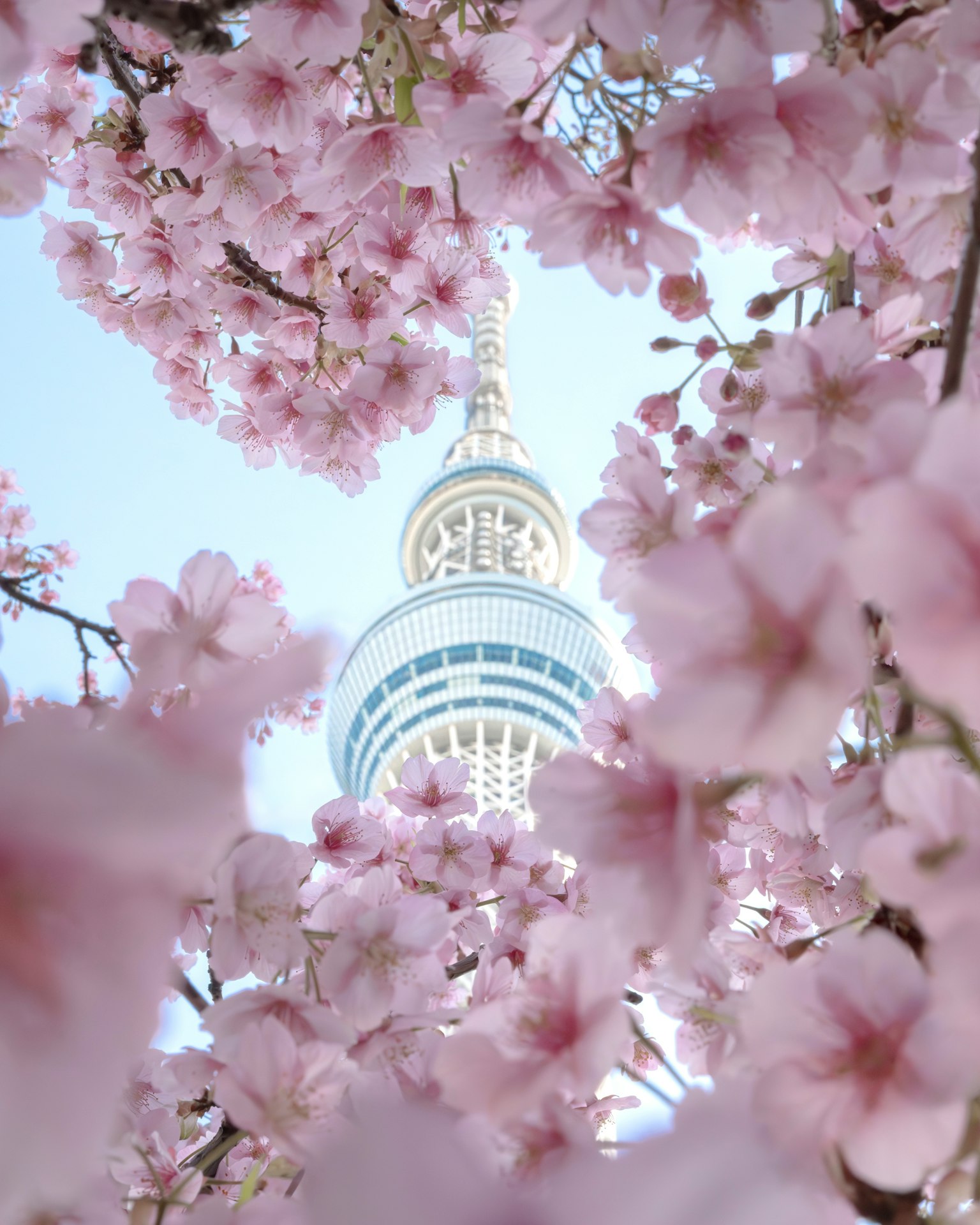Vue magnifique de la Tour de Tokyo encadrée par des cerisiers en fleurs