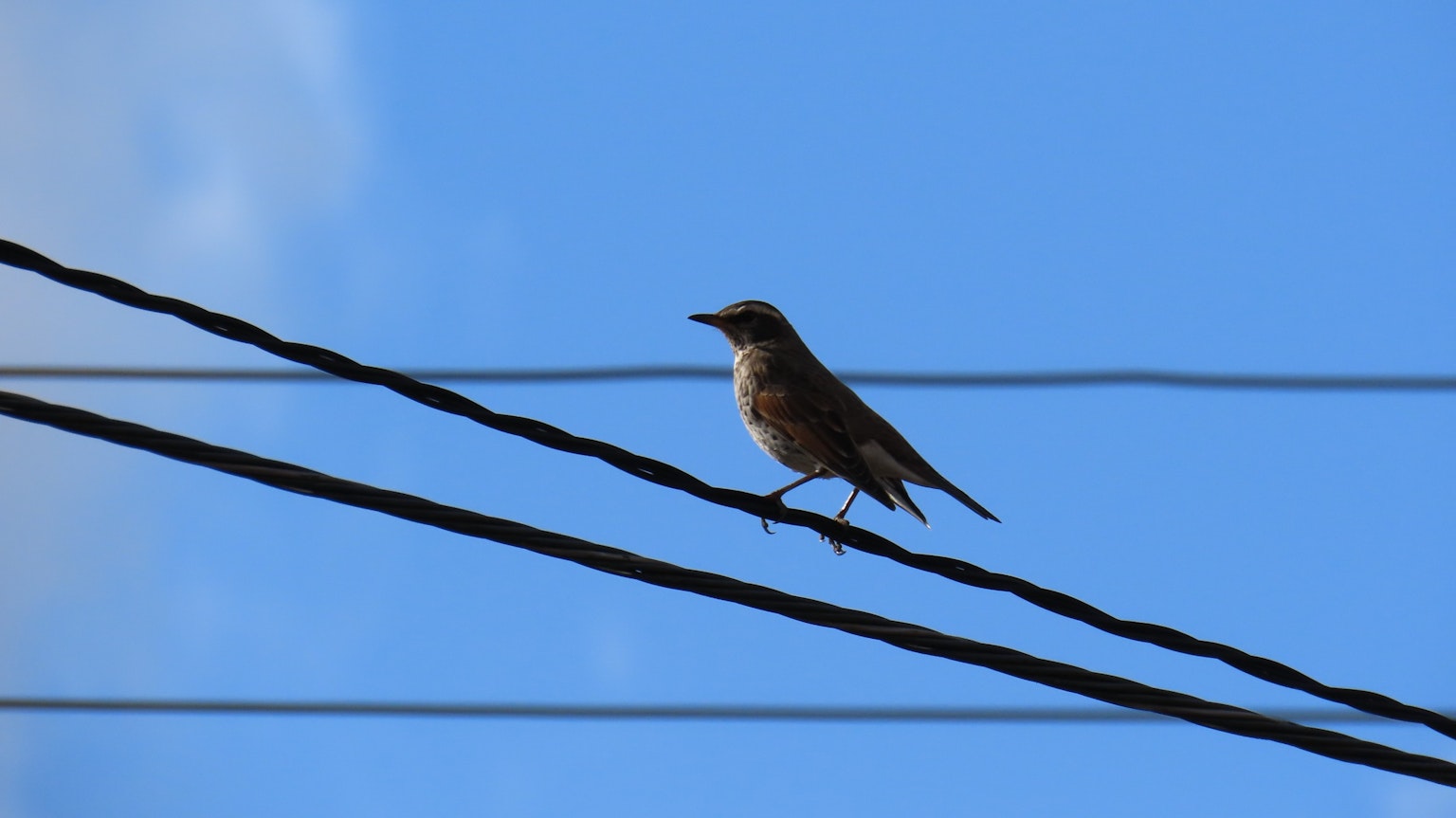 Un oiseau perché sur des fils électriques sous un ciel bleu