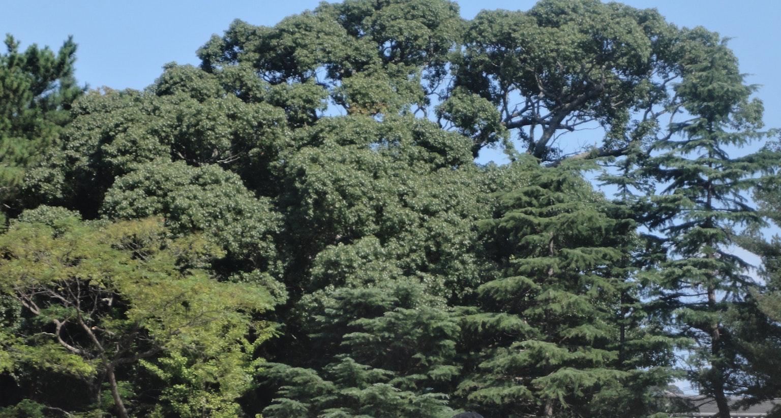 Végétation luxuriante d'arbres sous un ciel bleu clair