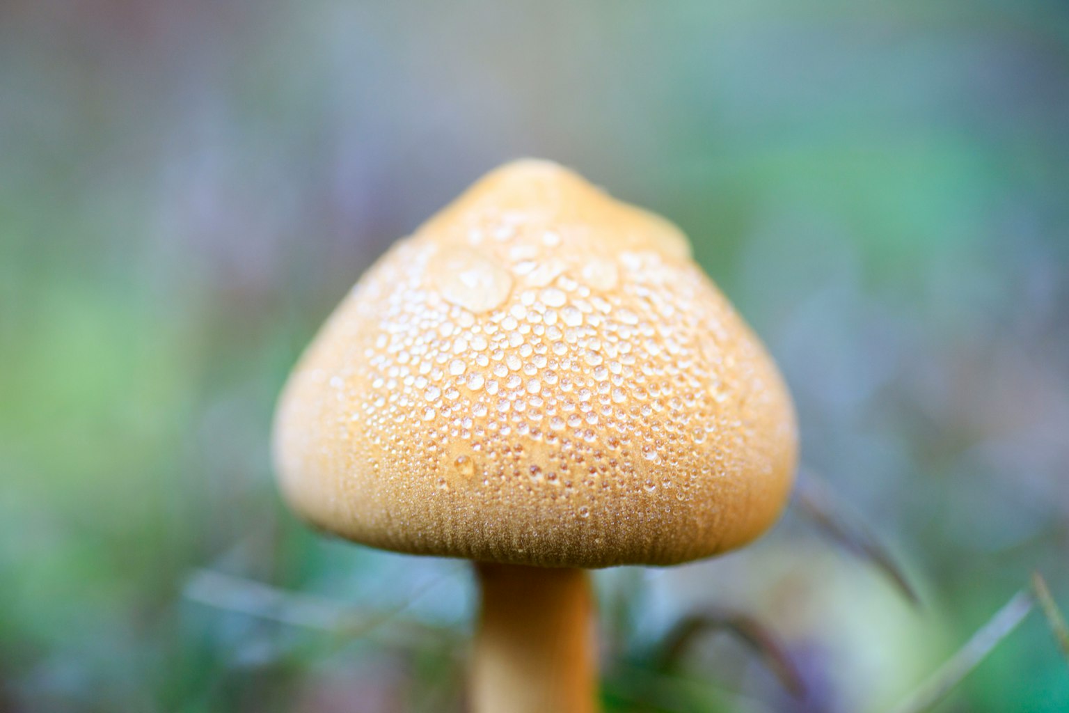 Close-up of a yellow mushroom with small droplets on its surface