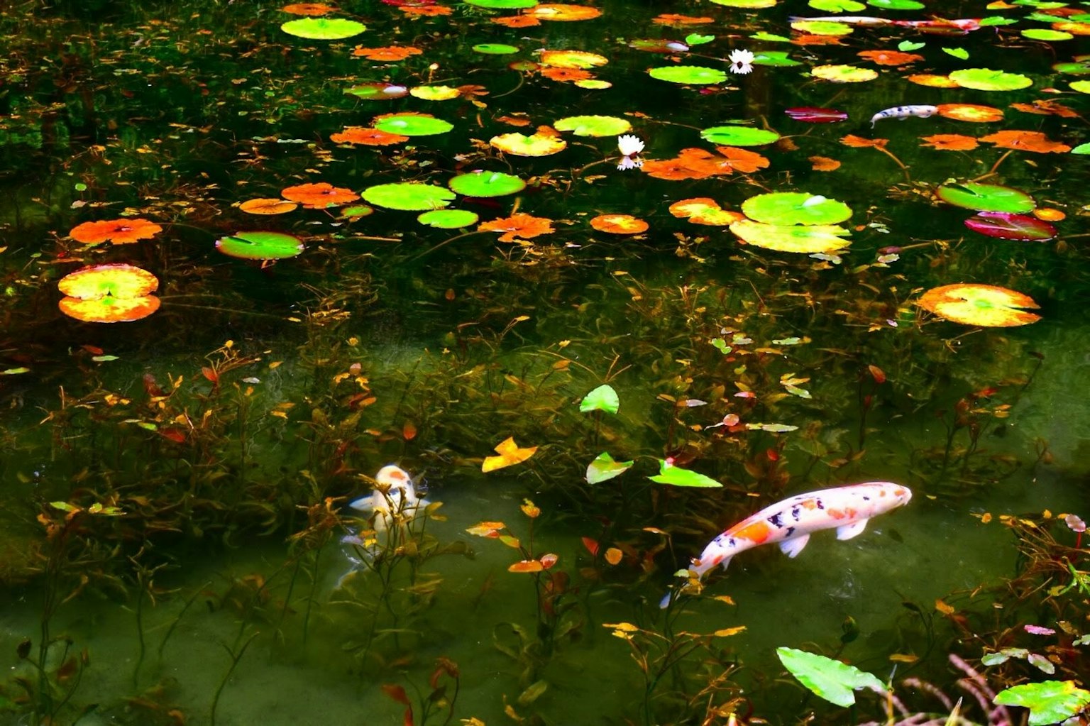 Nénuphars colorés et poissons koi dans un étang