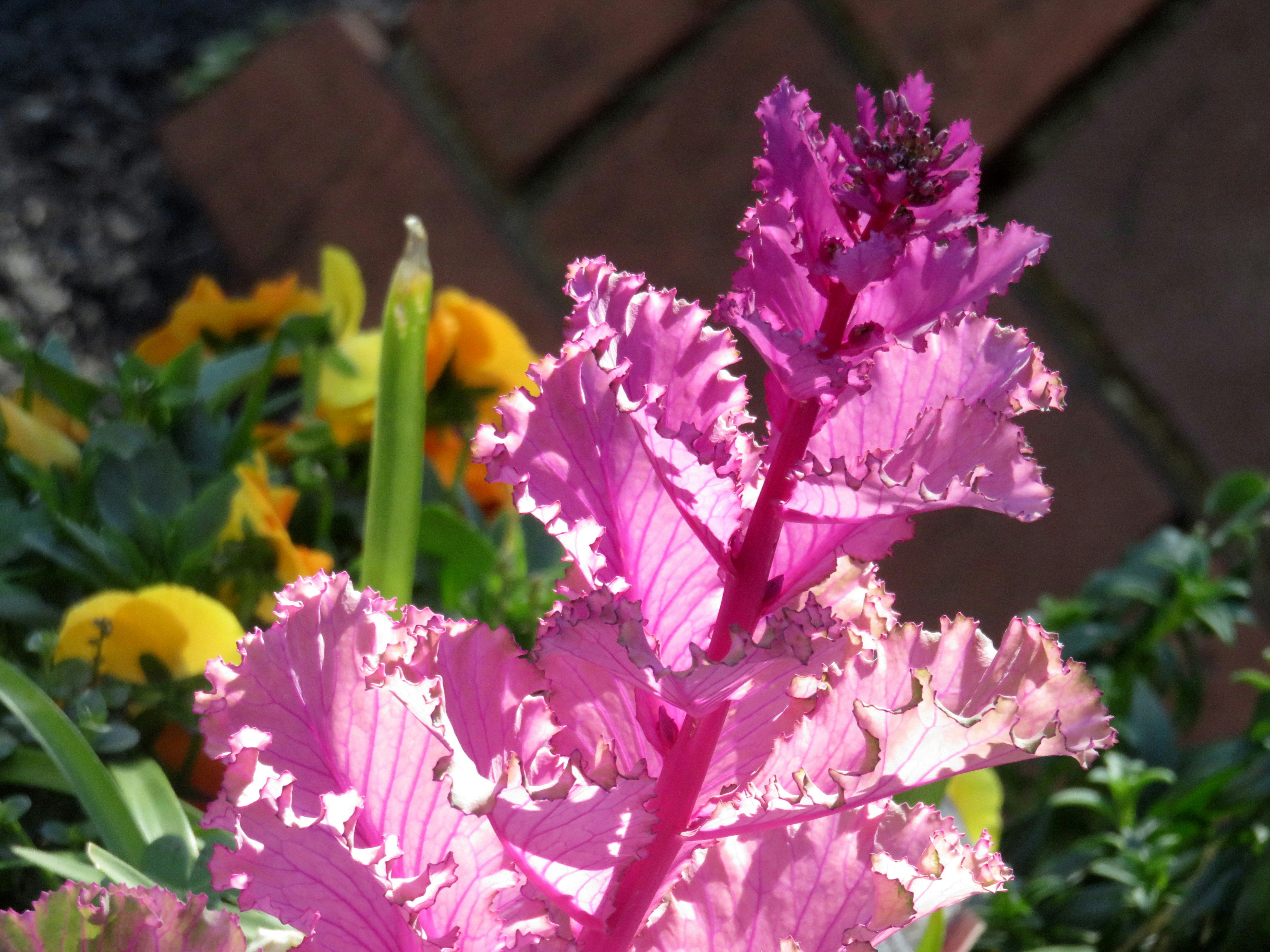 ピンクの花が咲く花壇の寄り画像